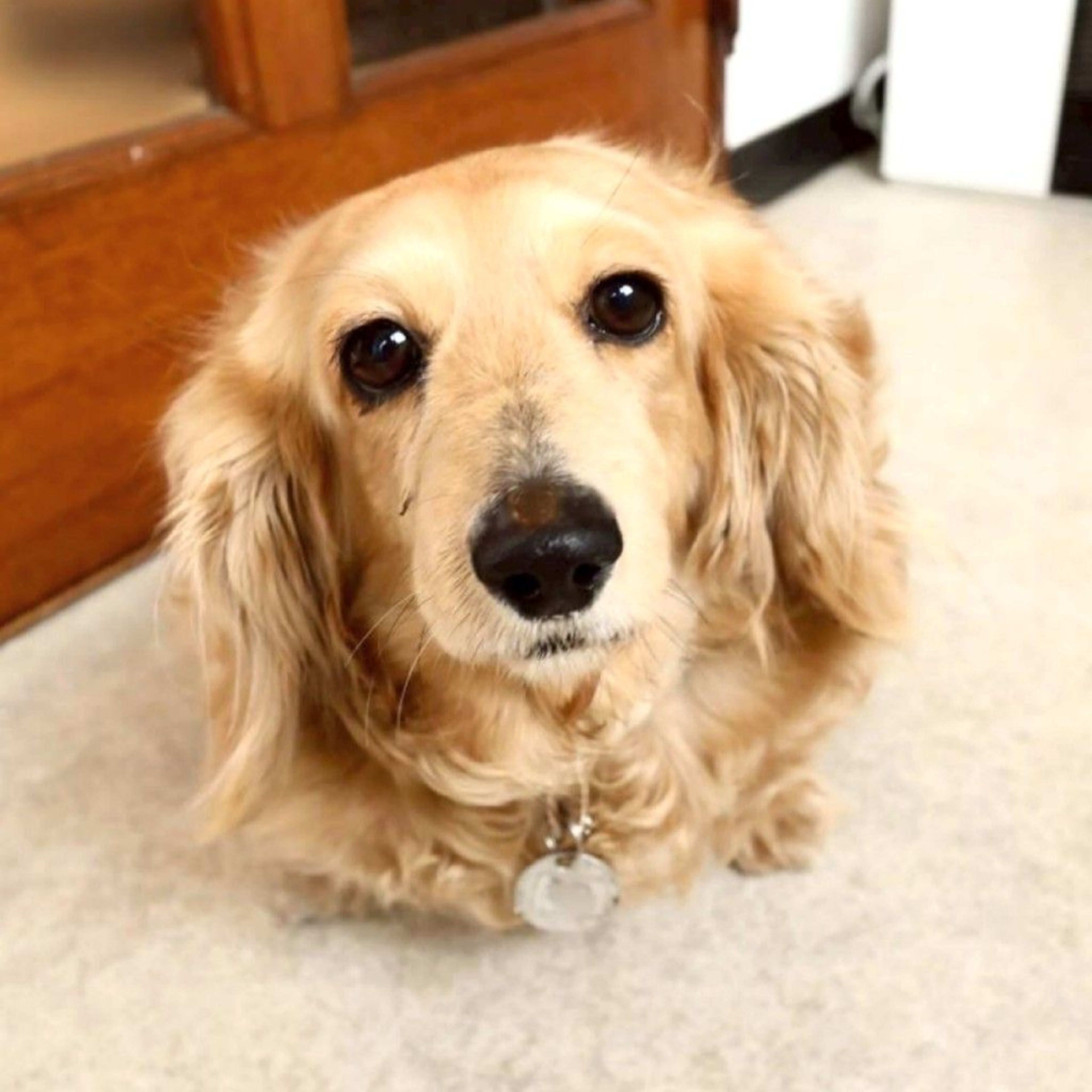 ミニチュア・ダックスフンド・メスの里親募集の写真