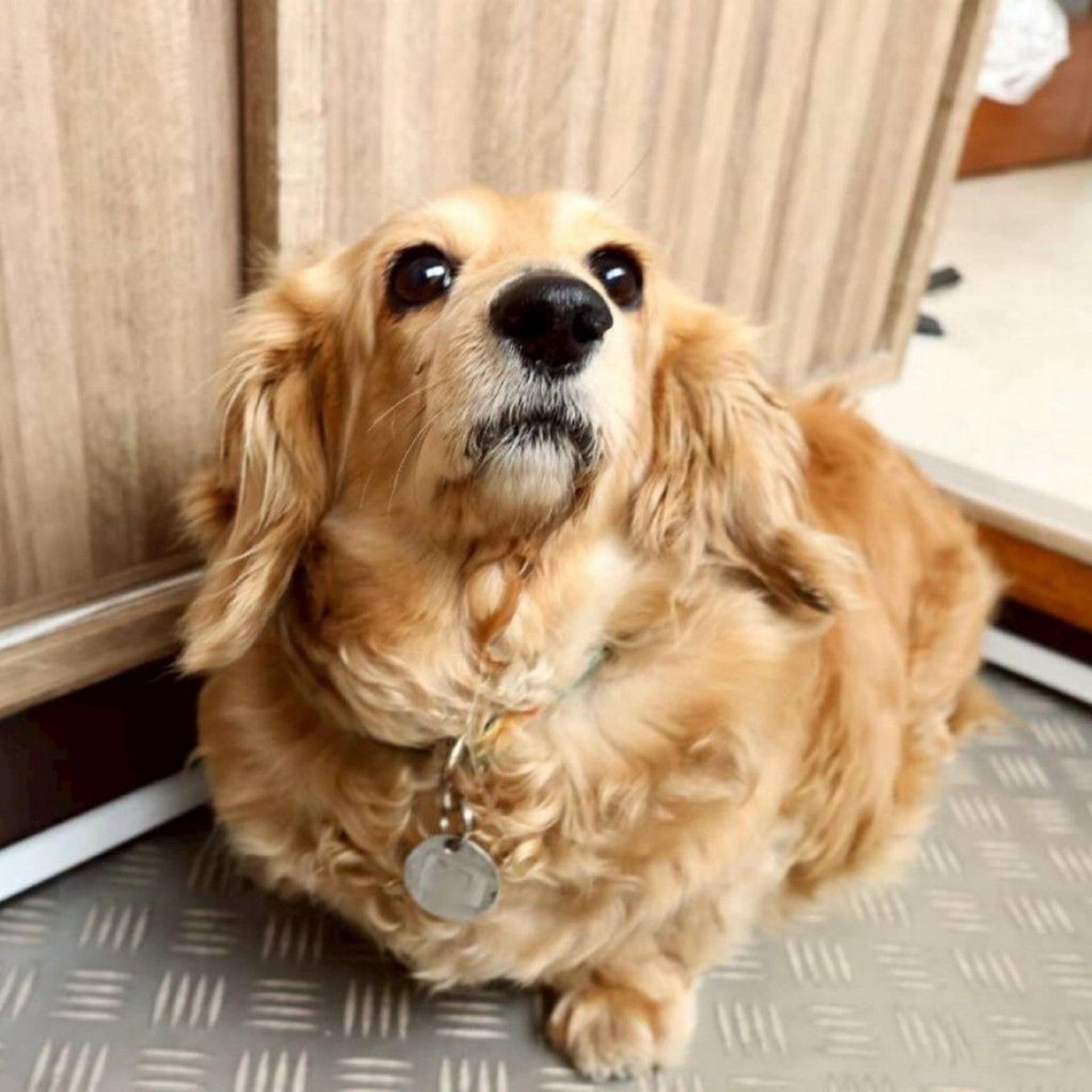 pet-image-4
