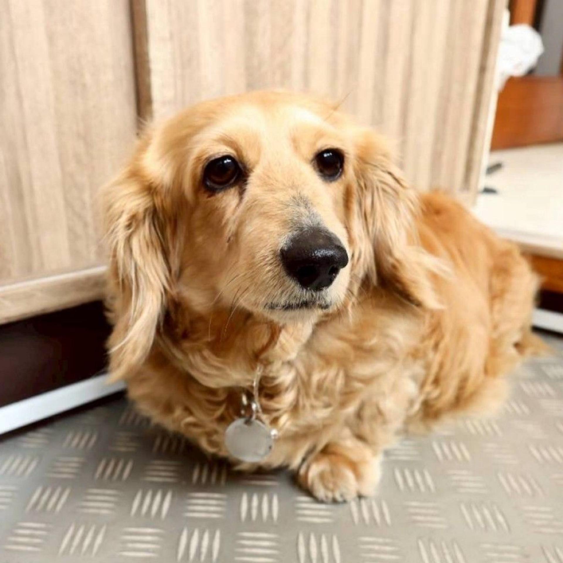 pet-image-5