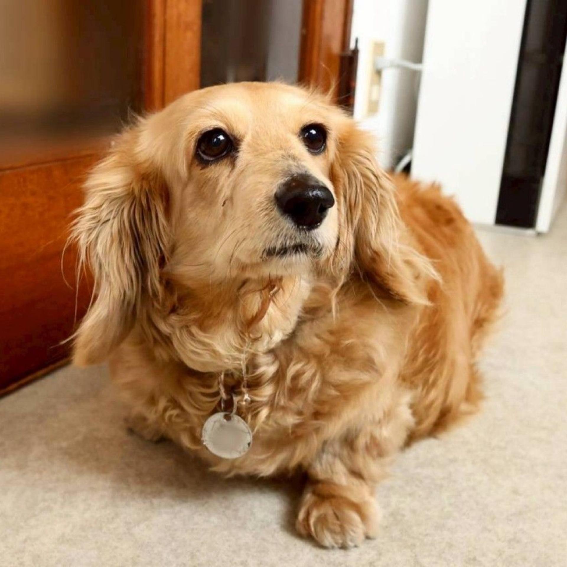 pet-image-6