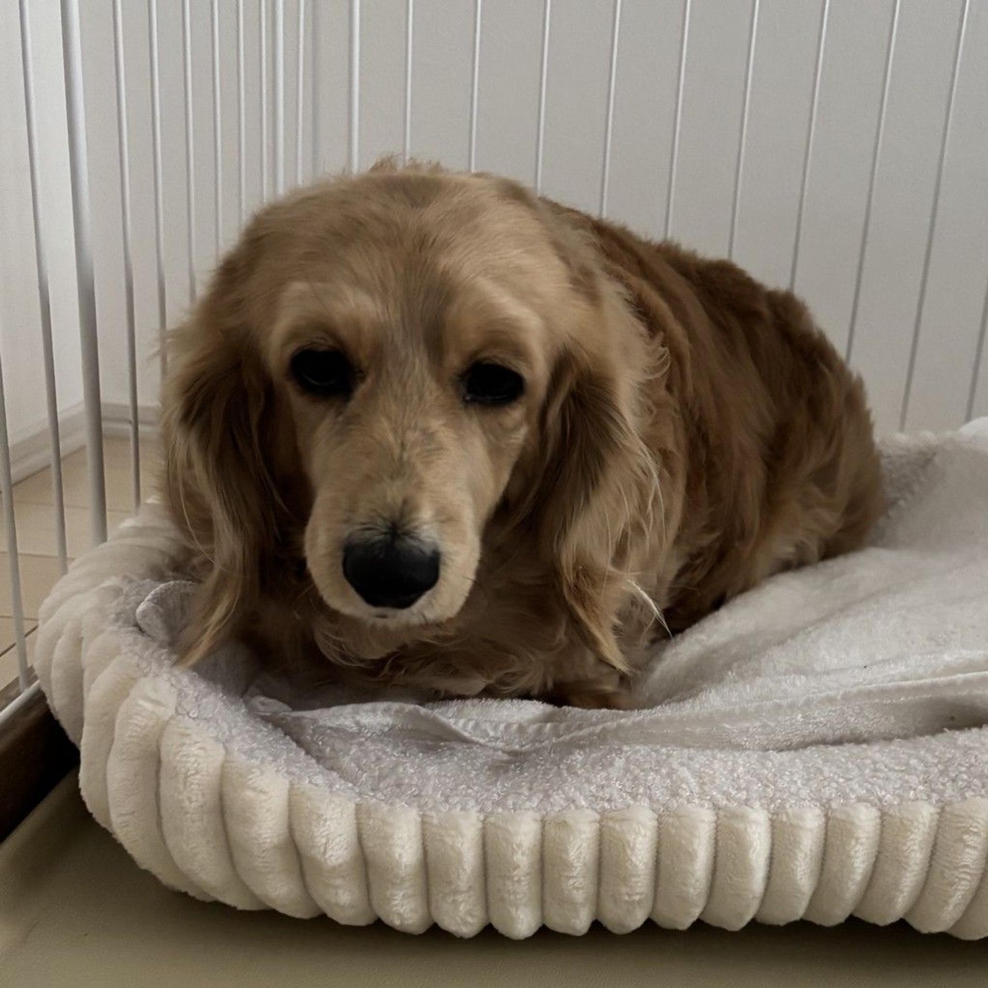 pet-image-9