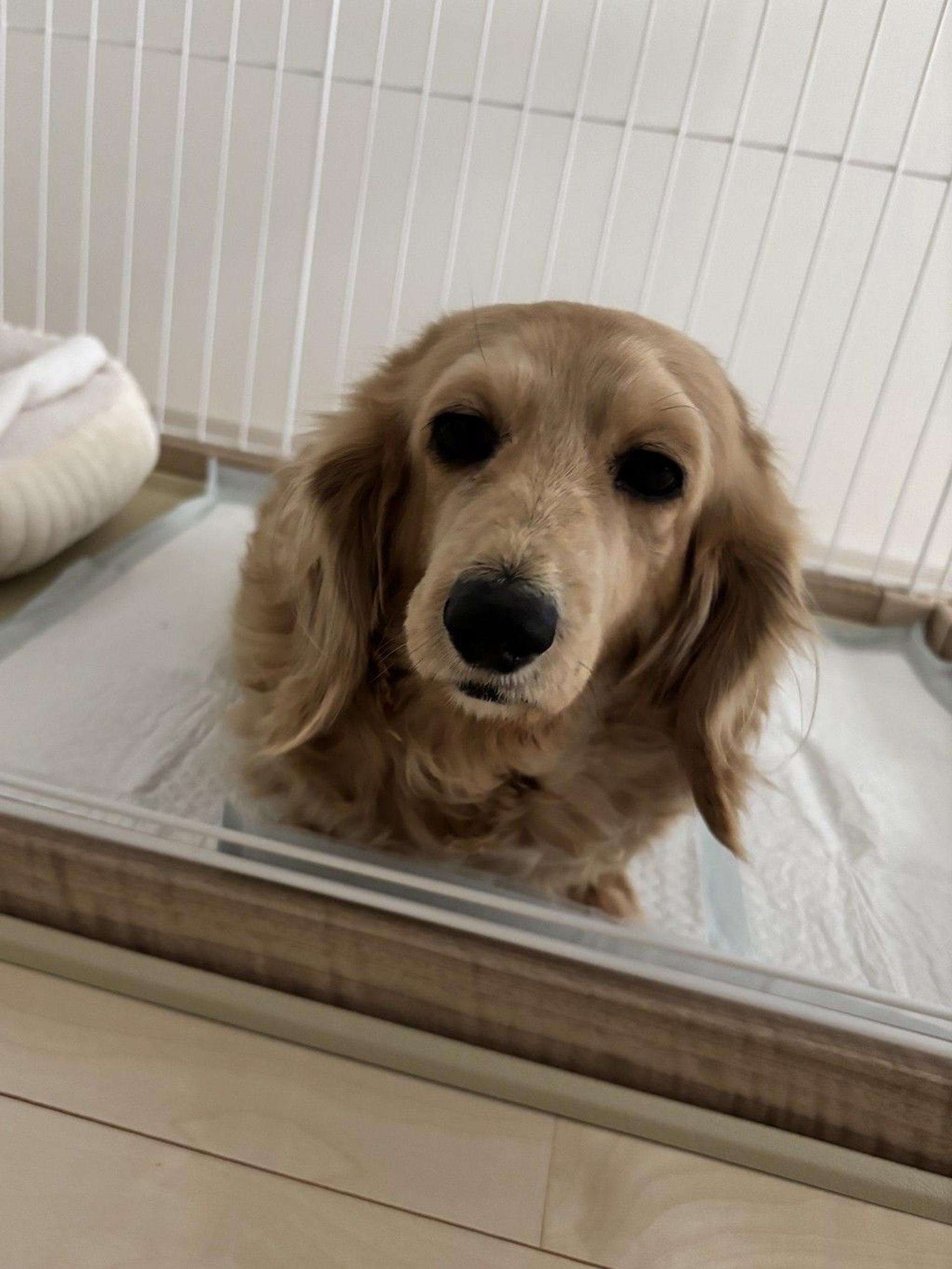 pet-image-10