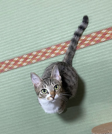 雑種（ミックス猫）・メスの里親募集の写真