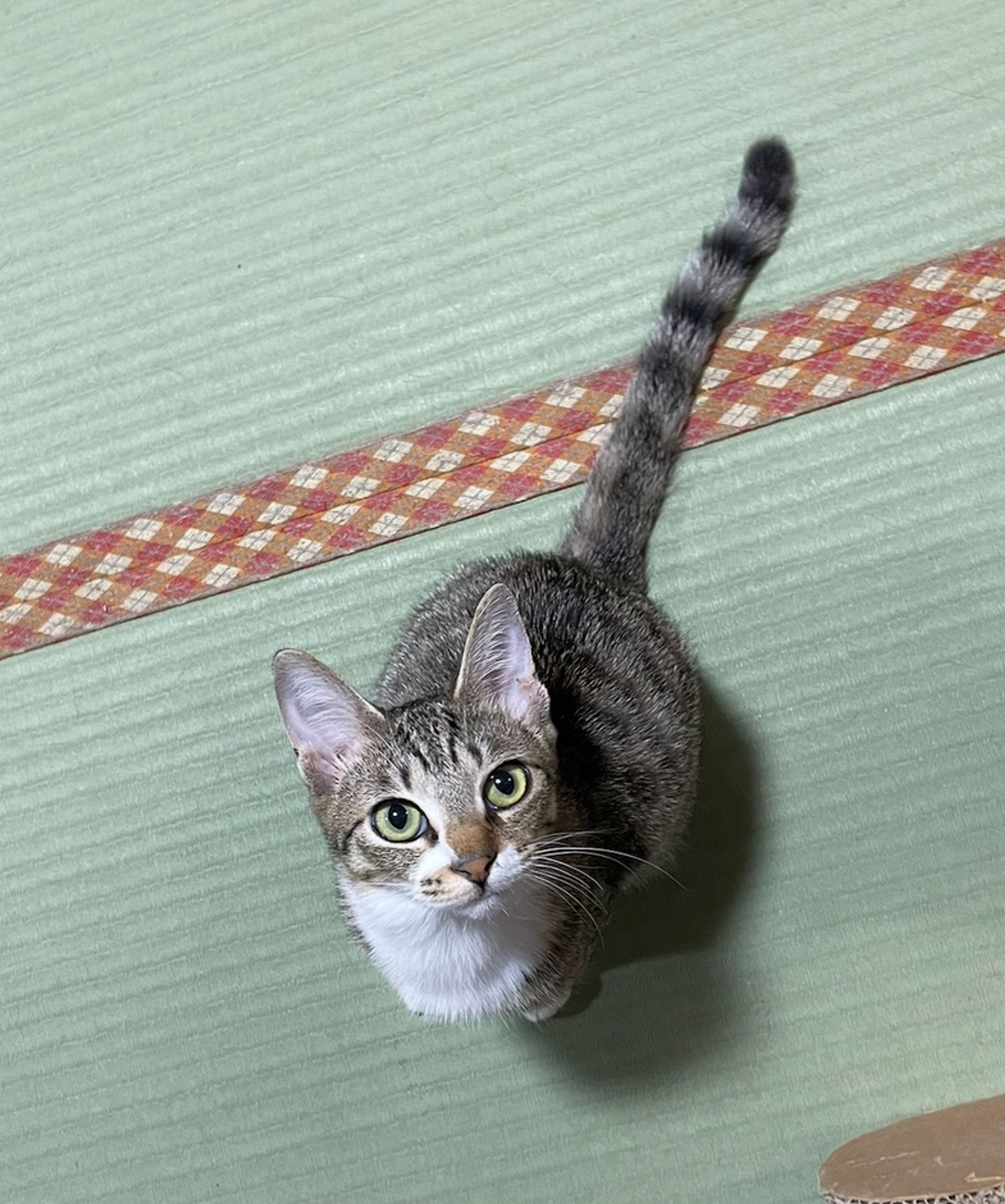 雑種（ミックス猫）・メスの里親募集の写真