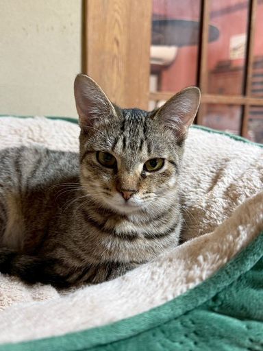 雑種（ミックス猫）・メスの里親募集の写真