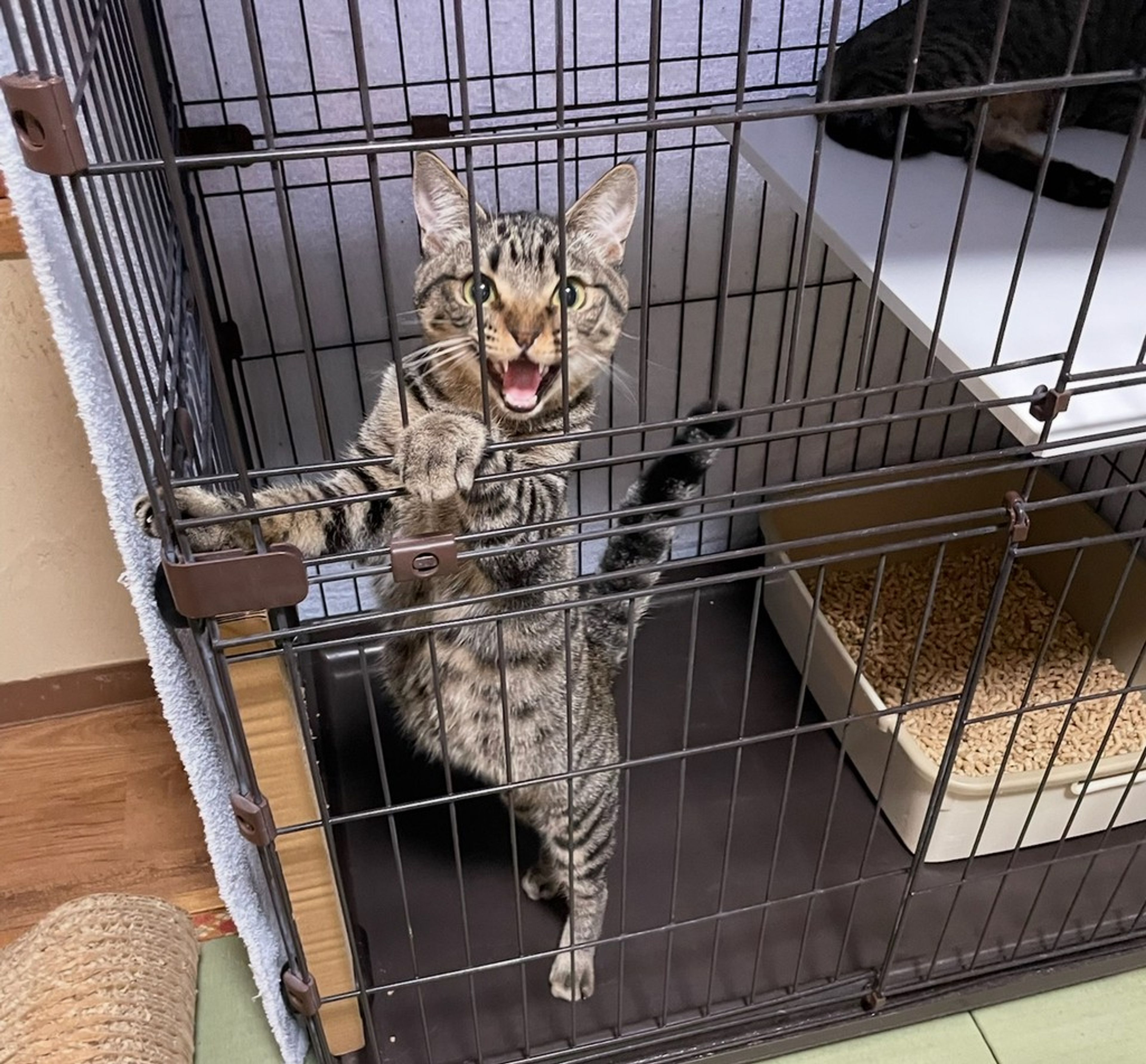 雑種（ミックス猫）・オスの里親募集の写真