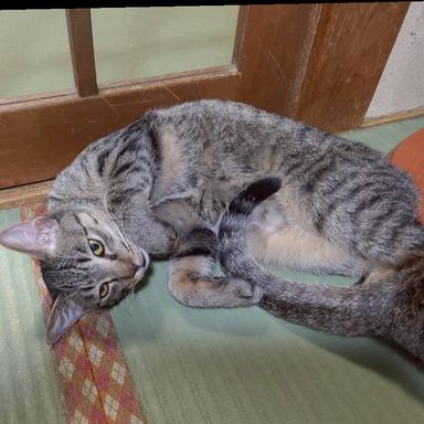 雑種（ミックス猫）・オスの里親募集の写真