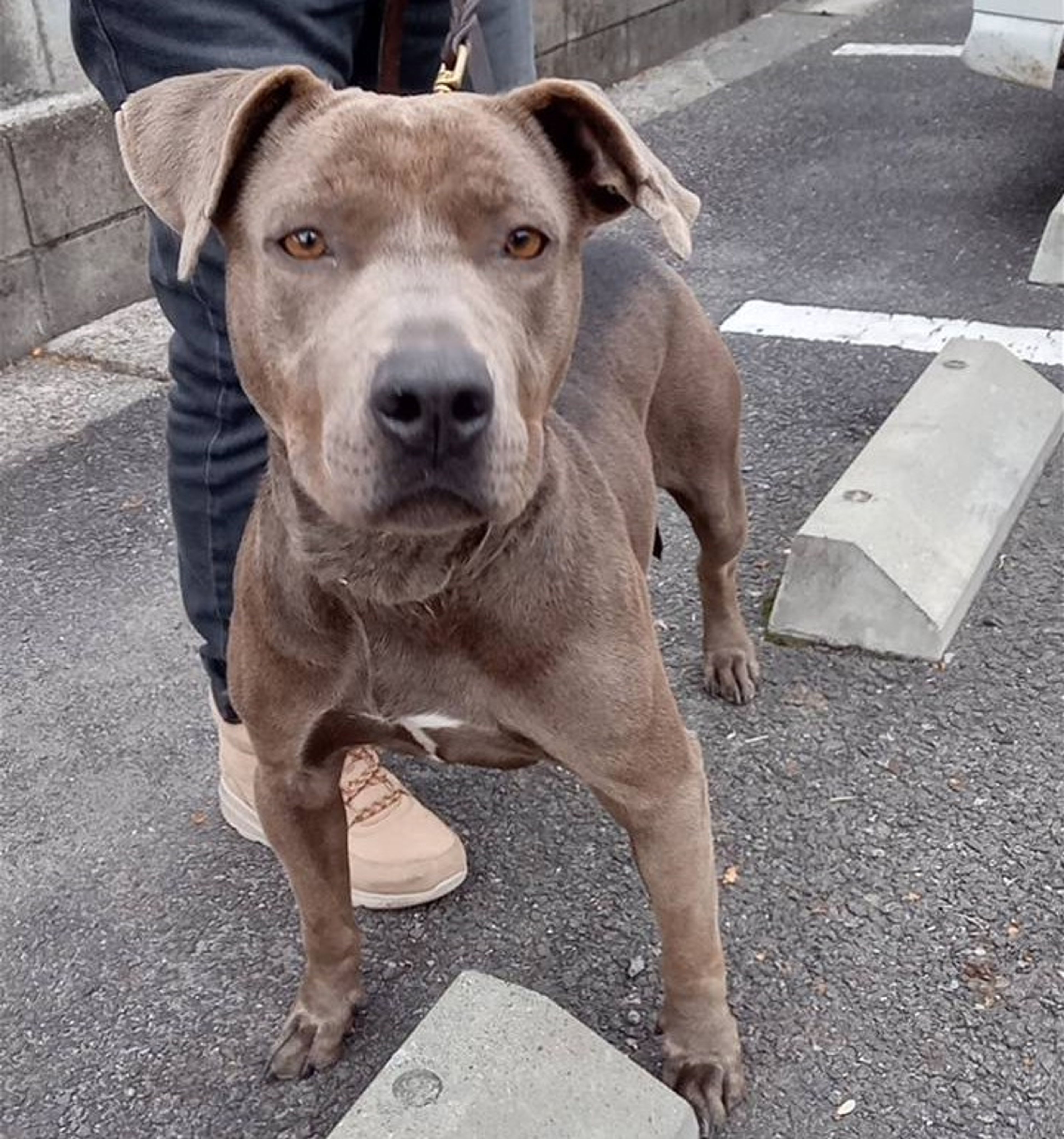 ピットブル・メスの里親募集の写真