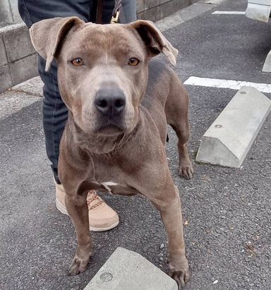 ピットブル・メスの里親募集の写真
