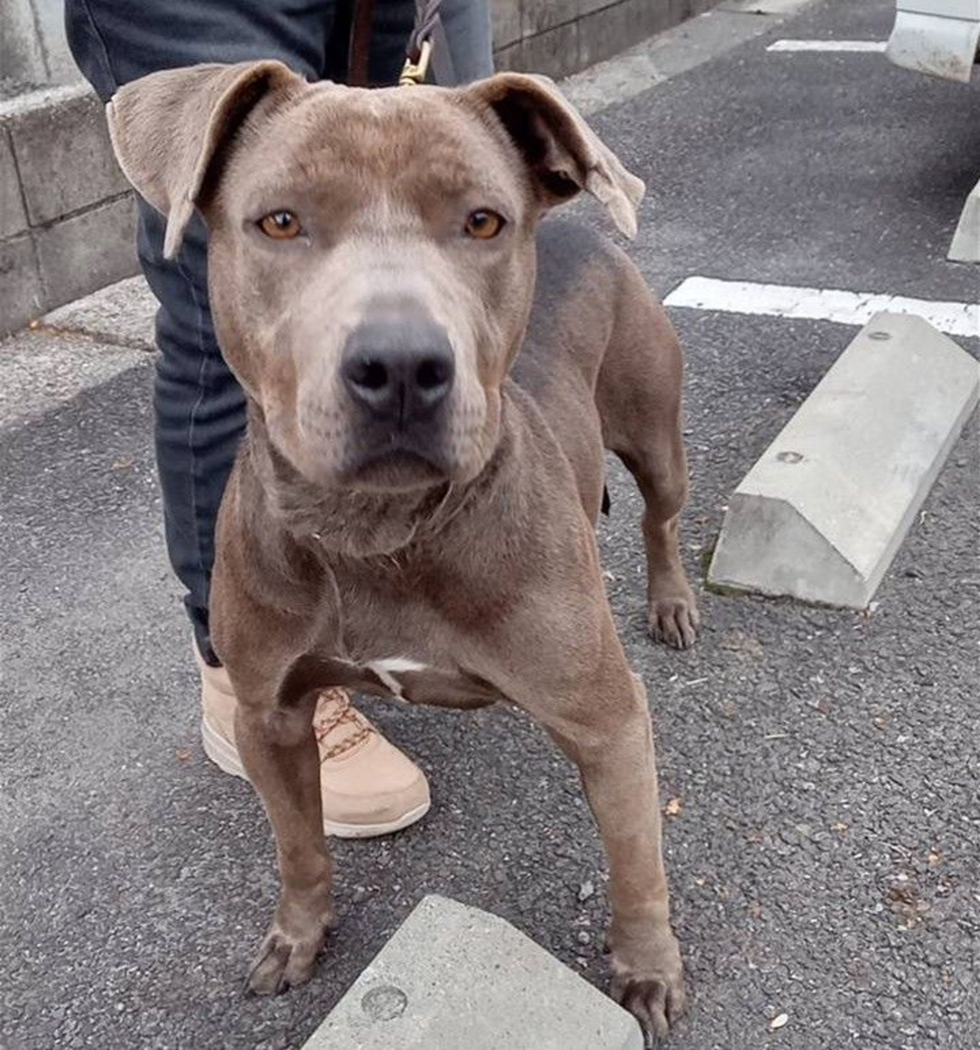 ピットブル・メスの里親募集の写真