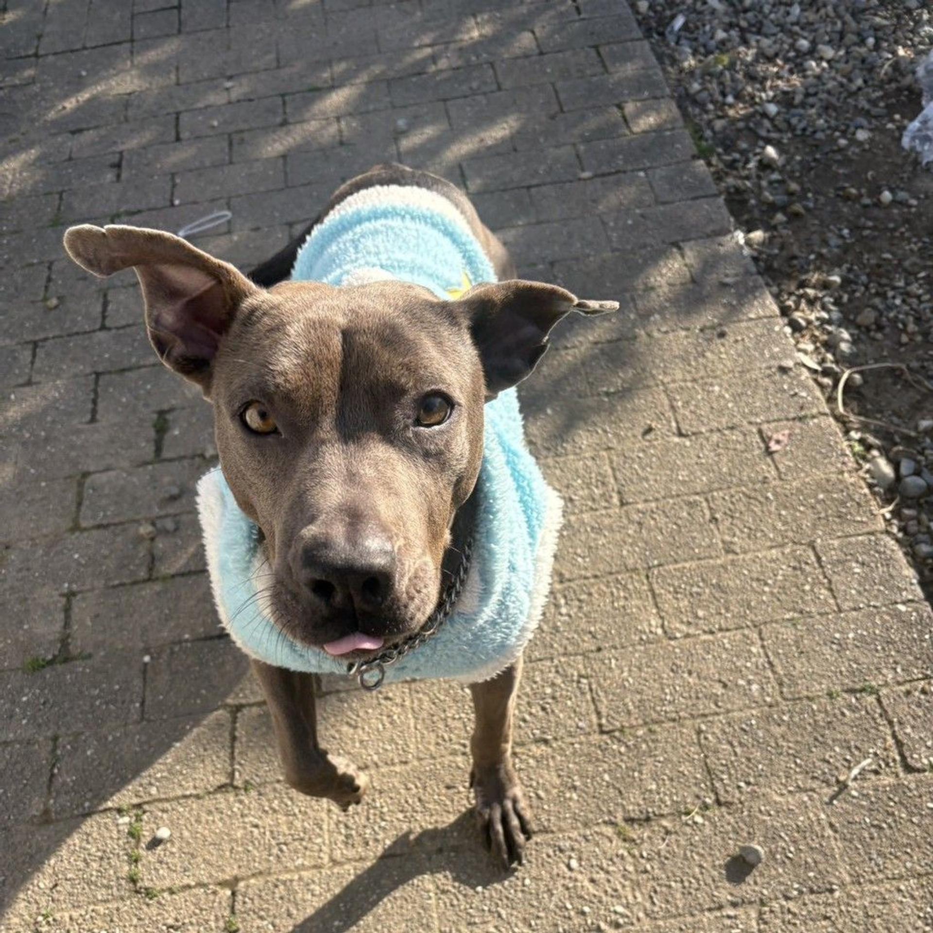 pet-image-3