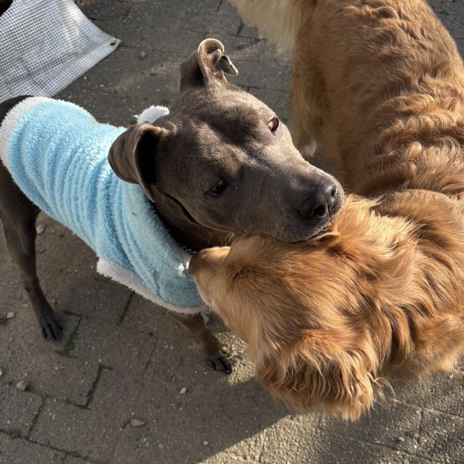pet-image-4