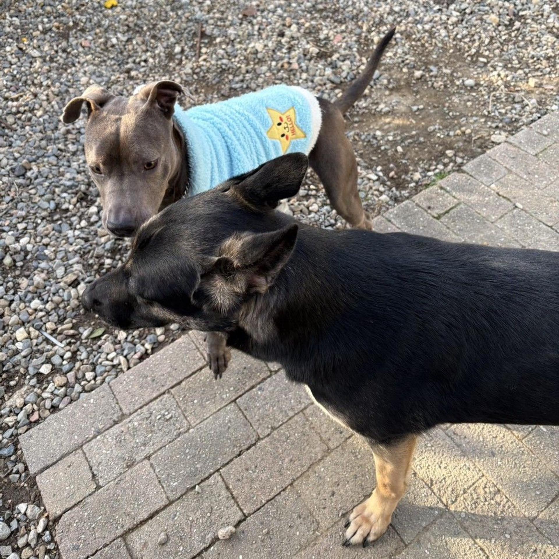 pet-image-5