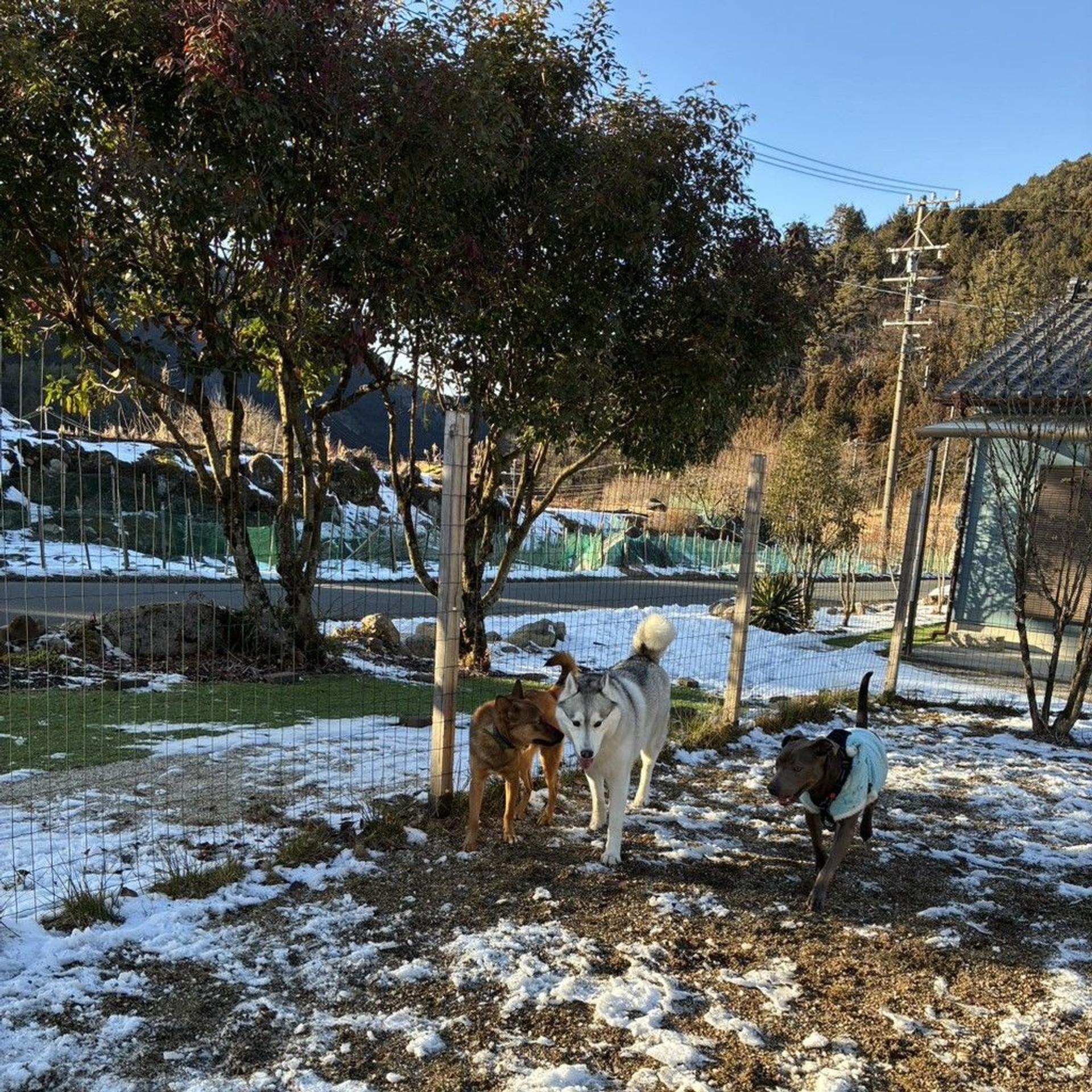 pet-image-6