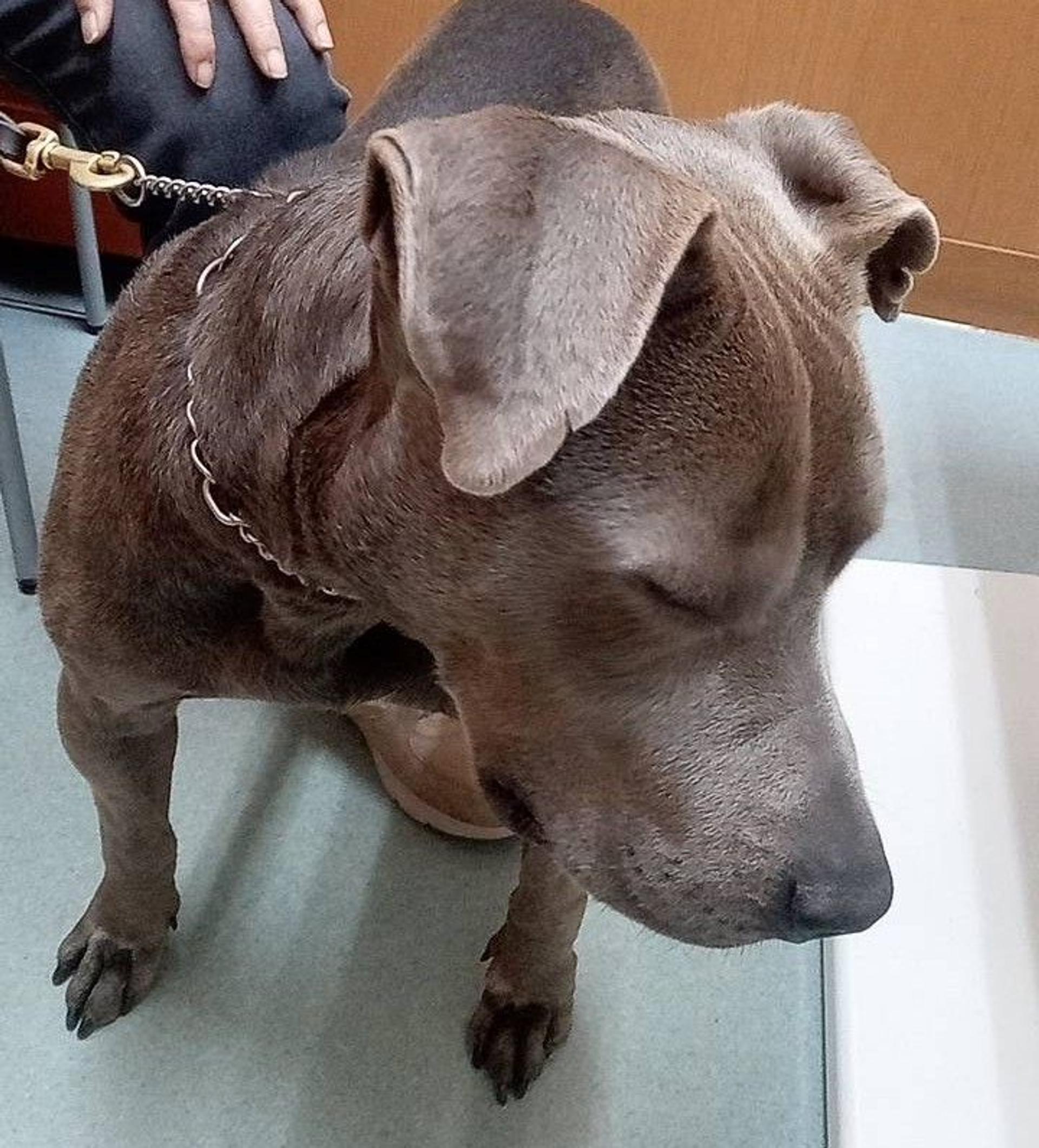 pet-image-8