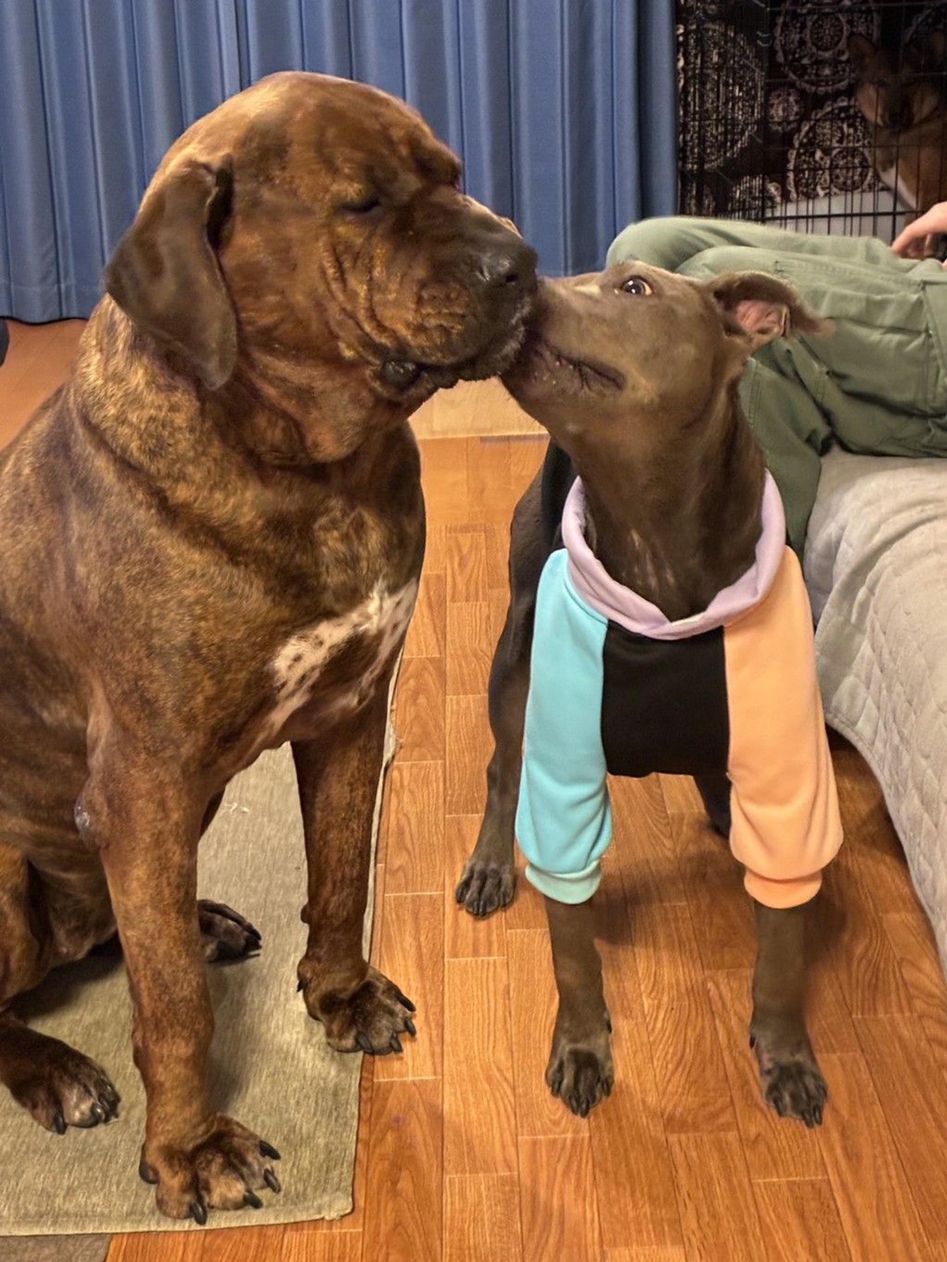 pet-image-10