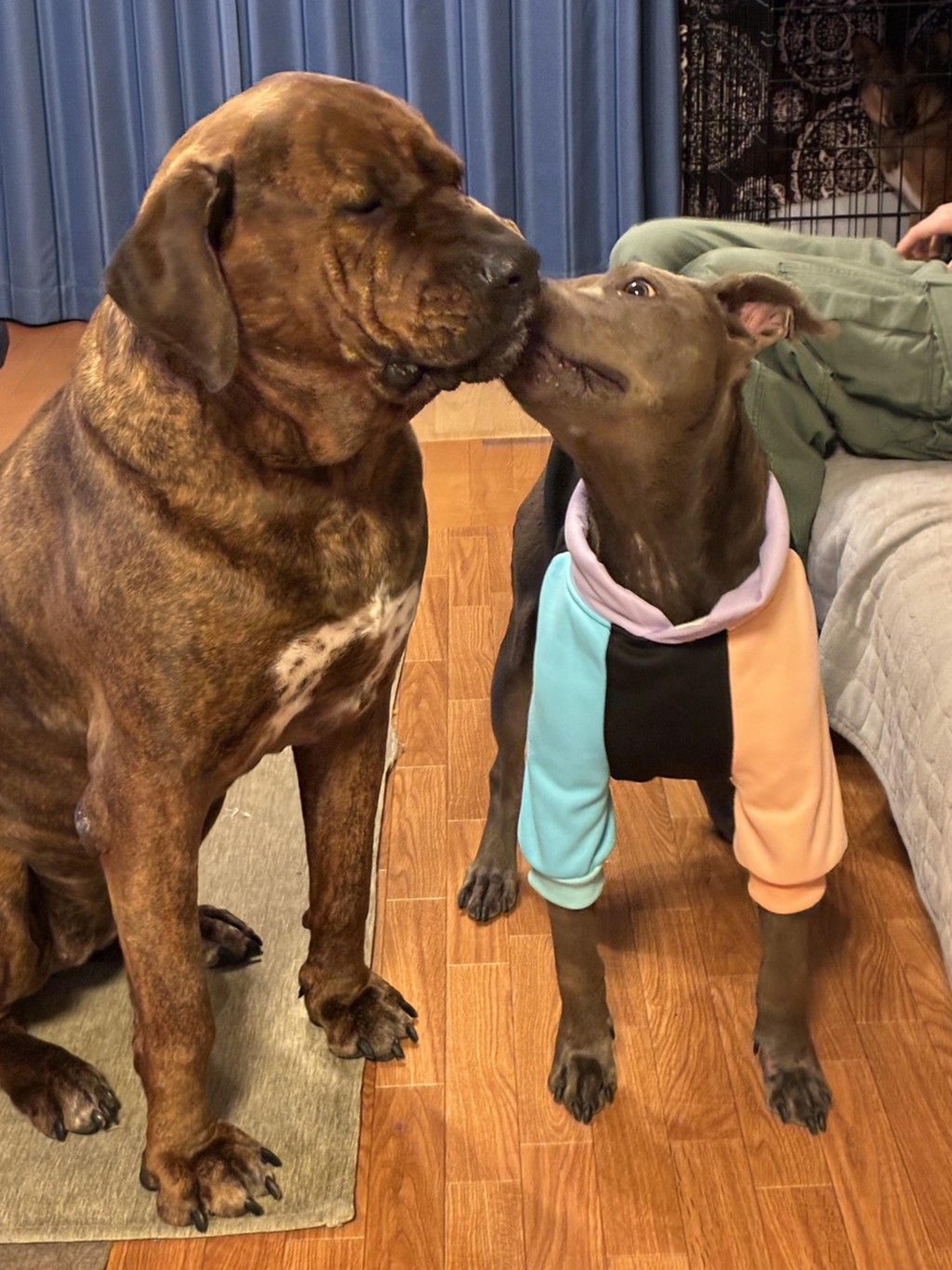 pet-image-10
