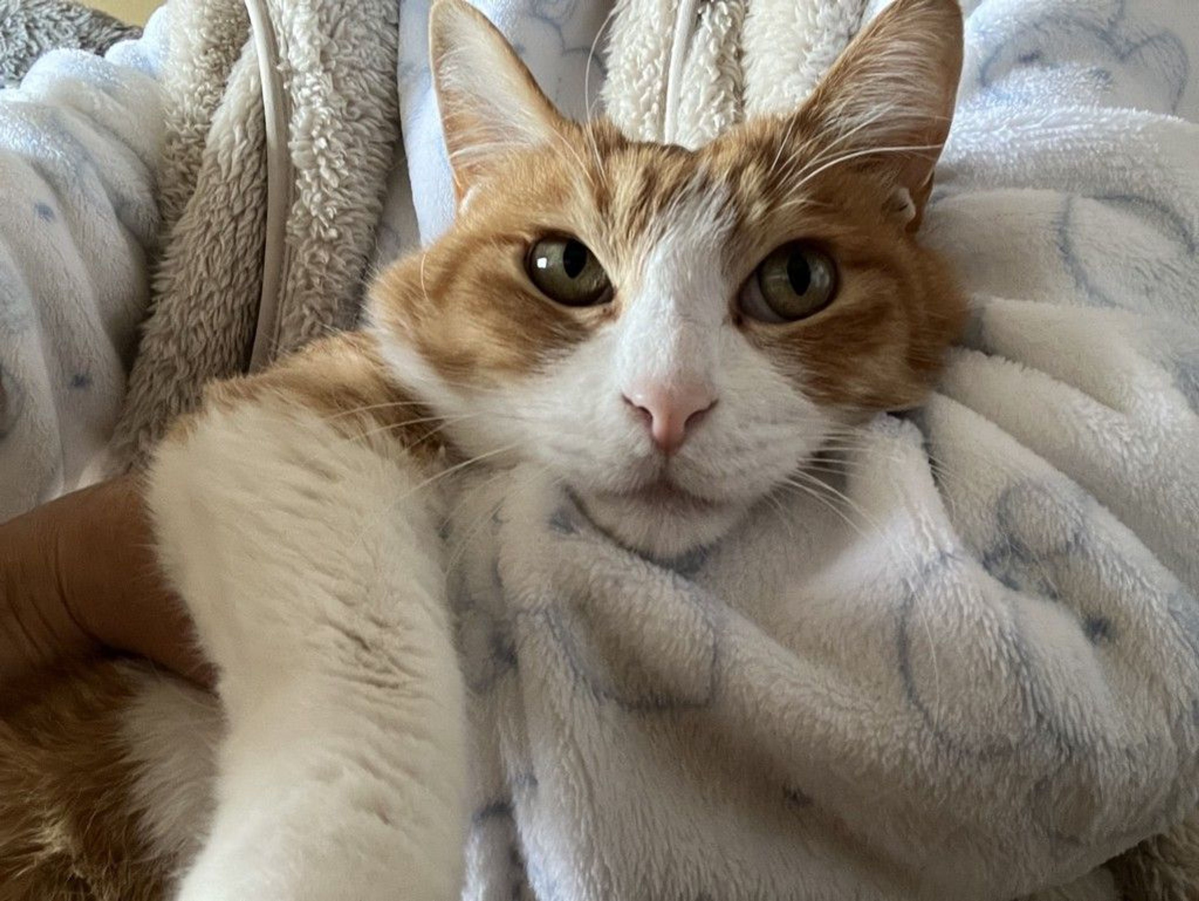 雑種（ミックス猫）・オスの里親募集の写真