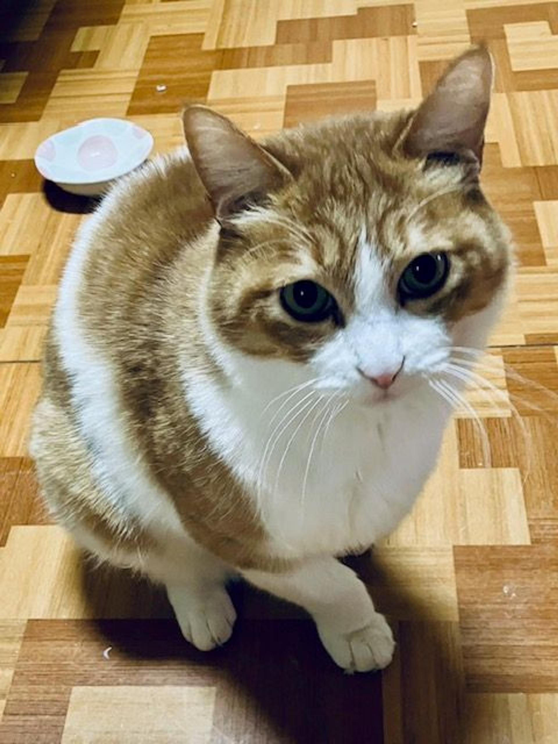 pet-image-4