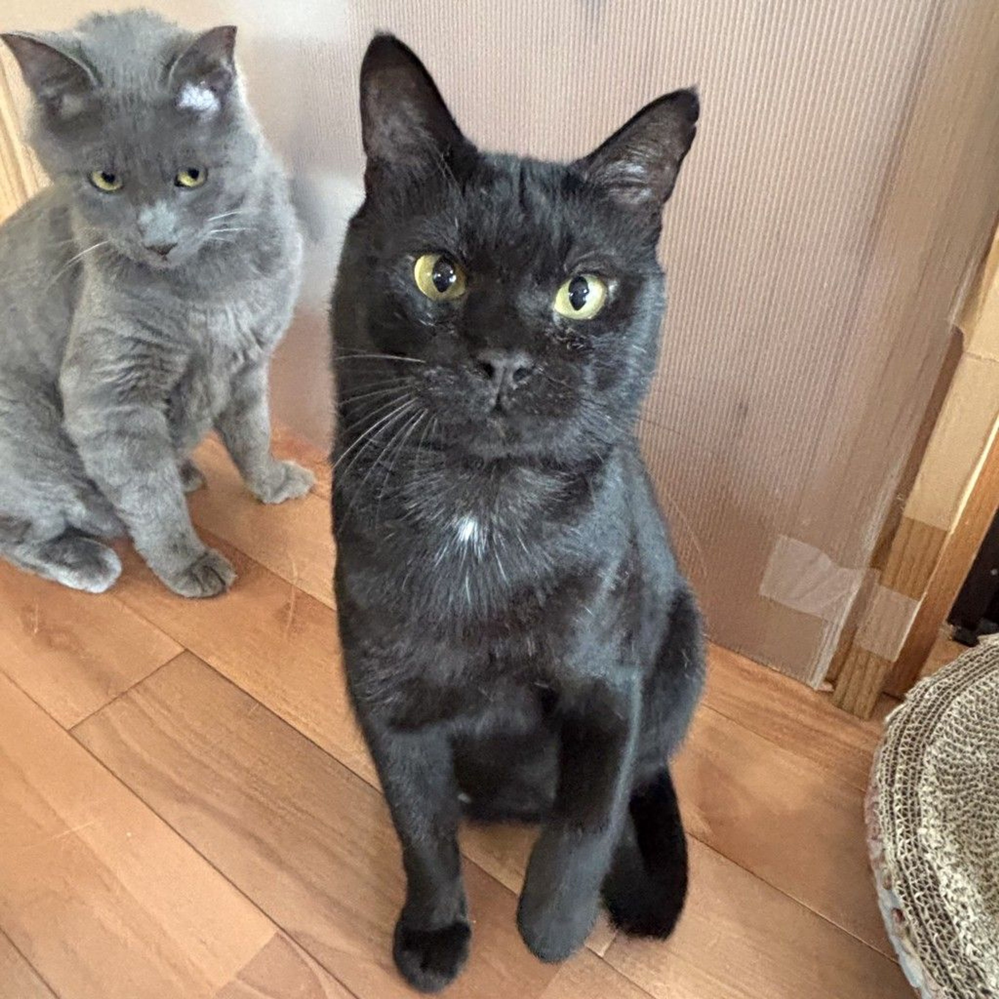 雑種（ミックス猫）・オスの里親募集の写真