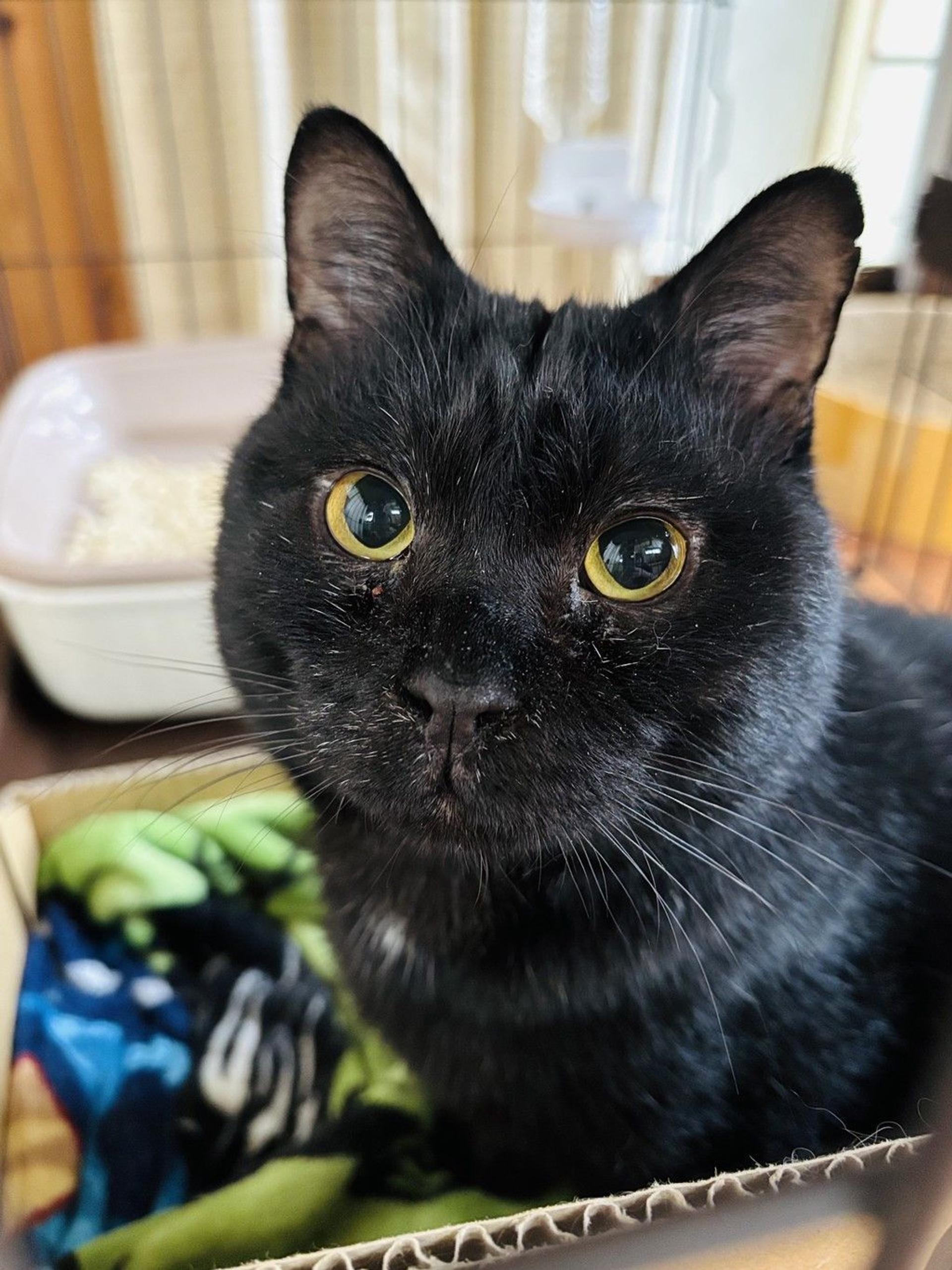 pet-image-2