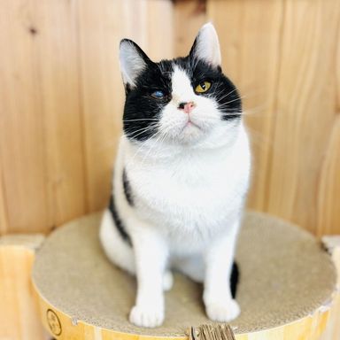 雑種（ミックス猫）・オスの里親募集の写真