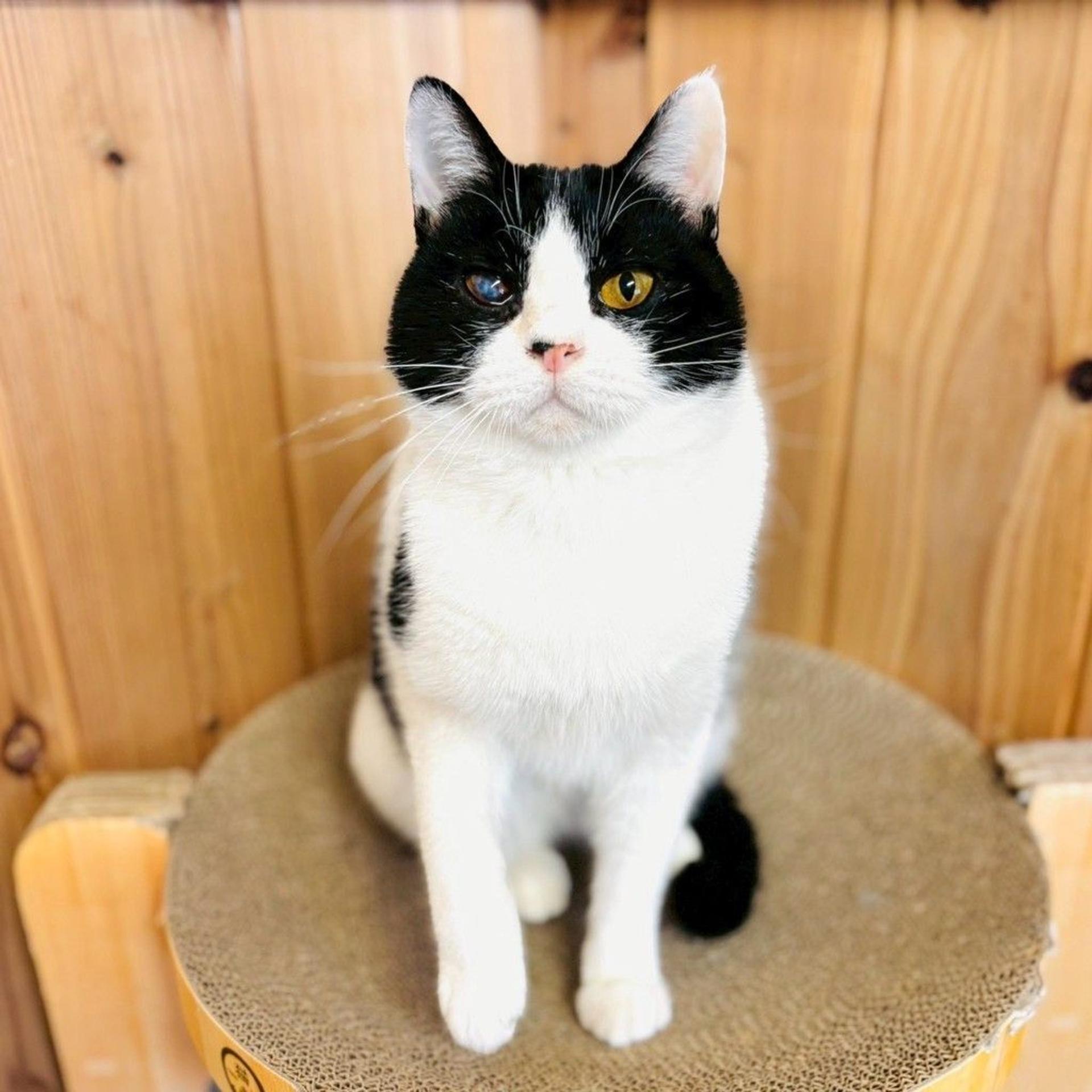 pet-image-5