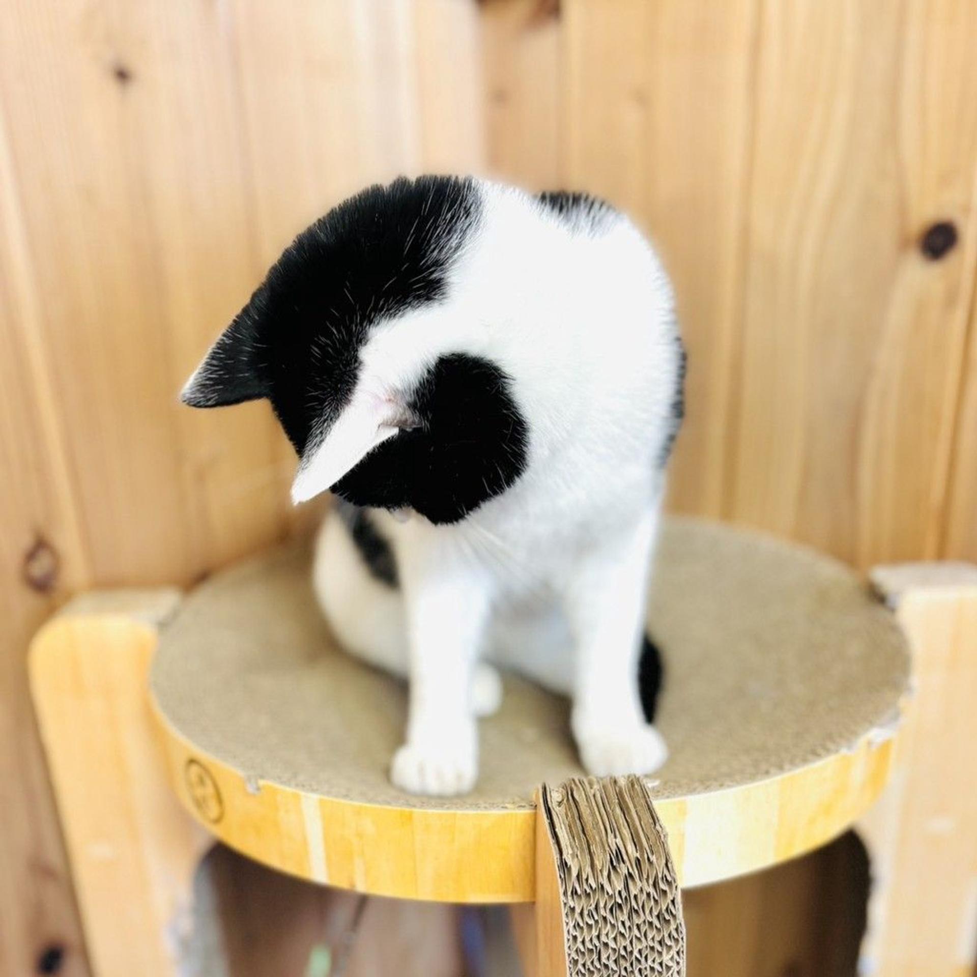 pet-image-6