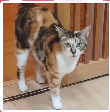雑種（ミックス猫）・メスの里親募集の写真