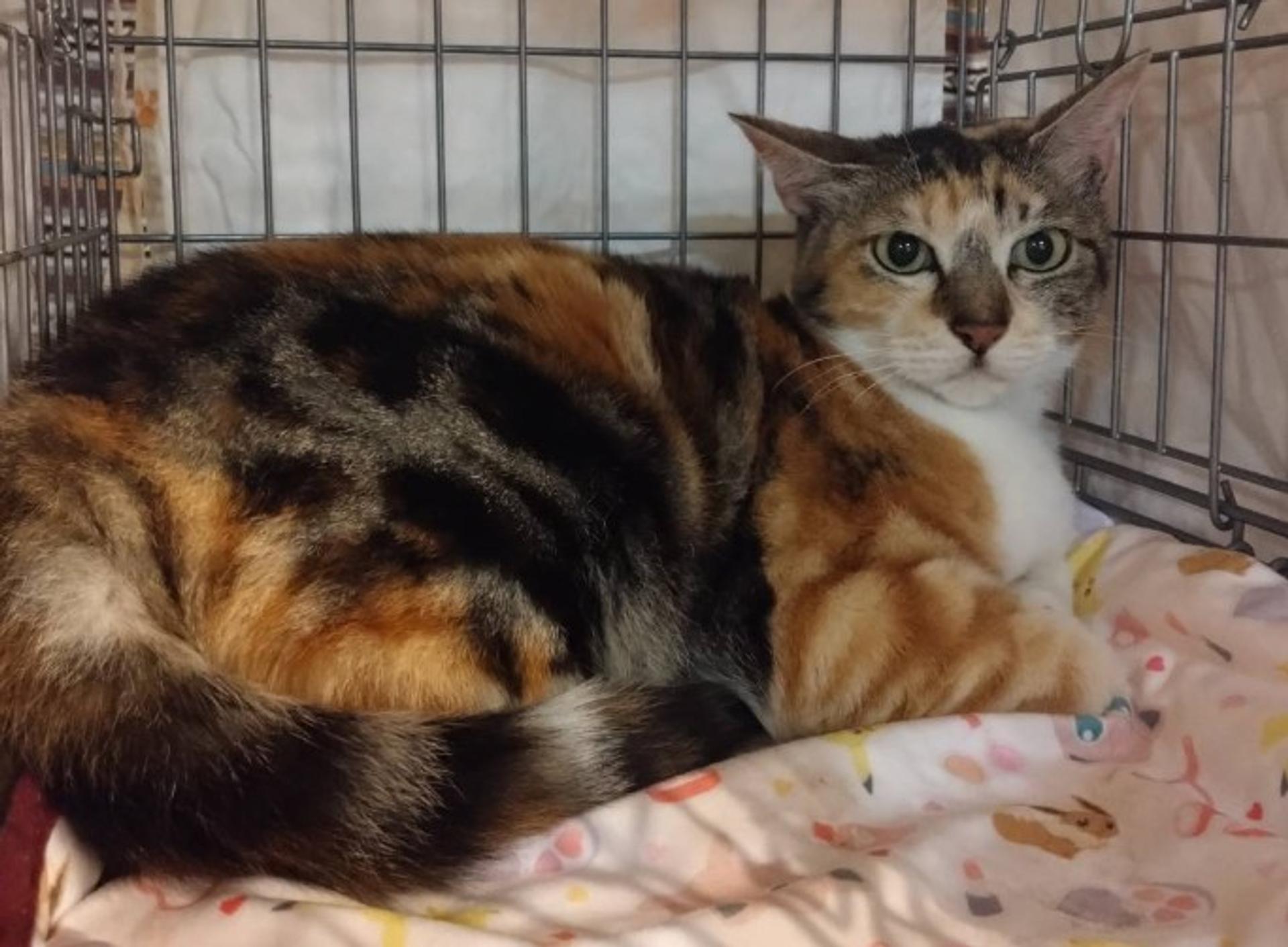 pet-image-2