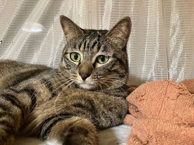 雑種（ミックス猫）・オスの里親募集の写真