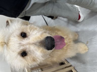 雑種（ミックス犬）・メスの里親募集の写真