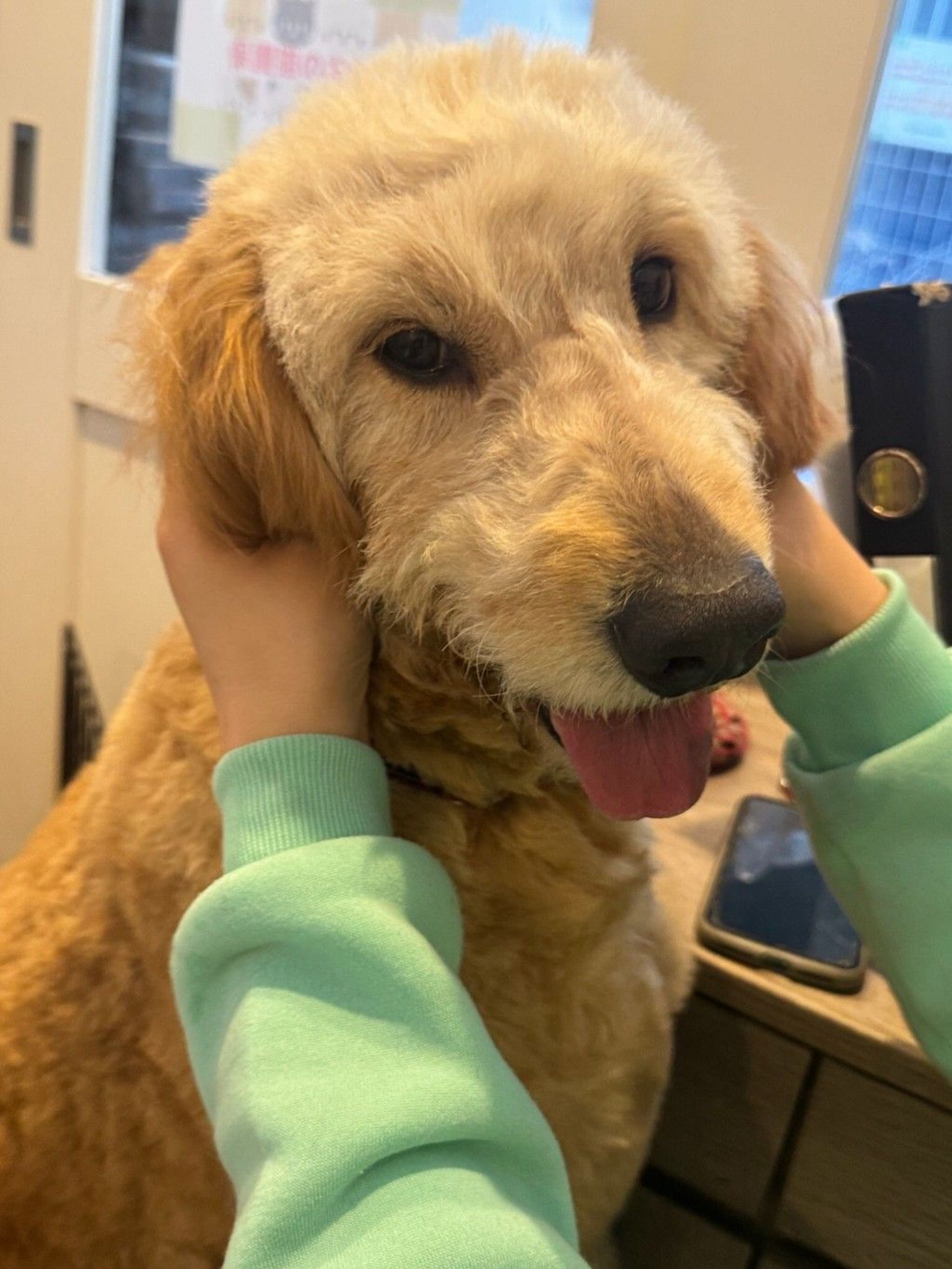 雑種（ミックス犬）・メスの里親募集の写真