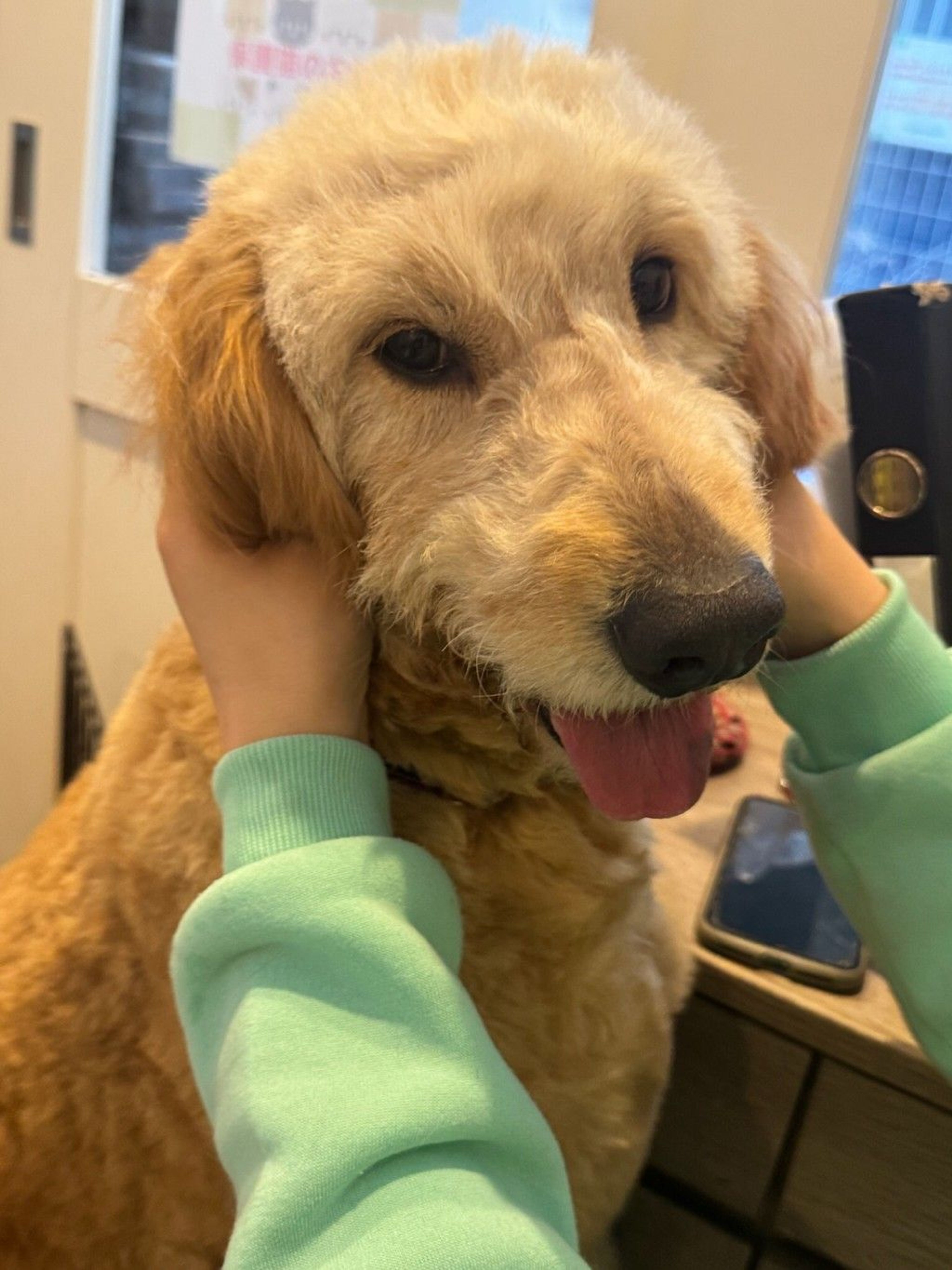 雑種（ミックス犬）・メスの里親募集の写真