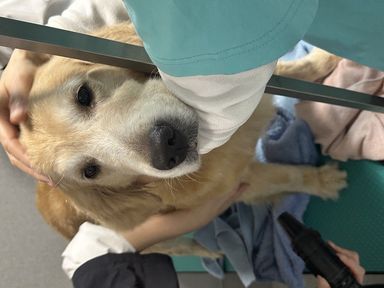 ゴールデン・レトリーバー・メスの里親募集の写真