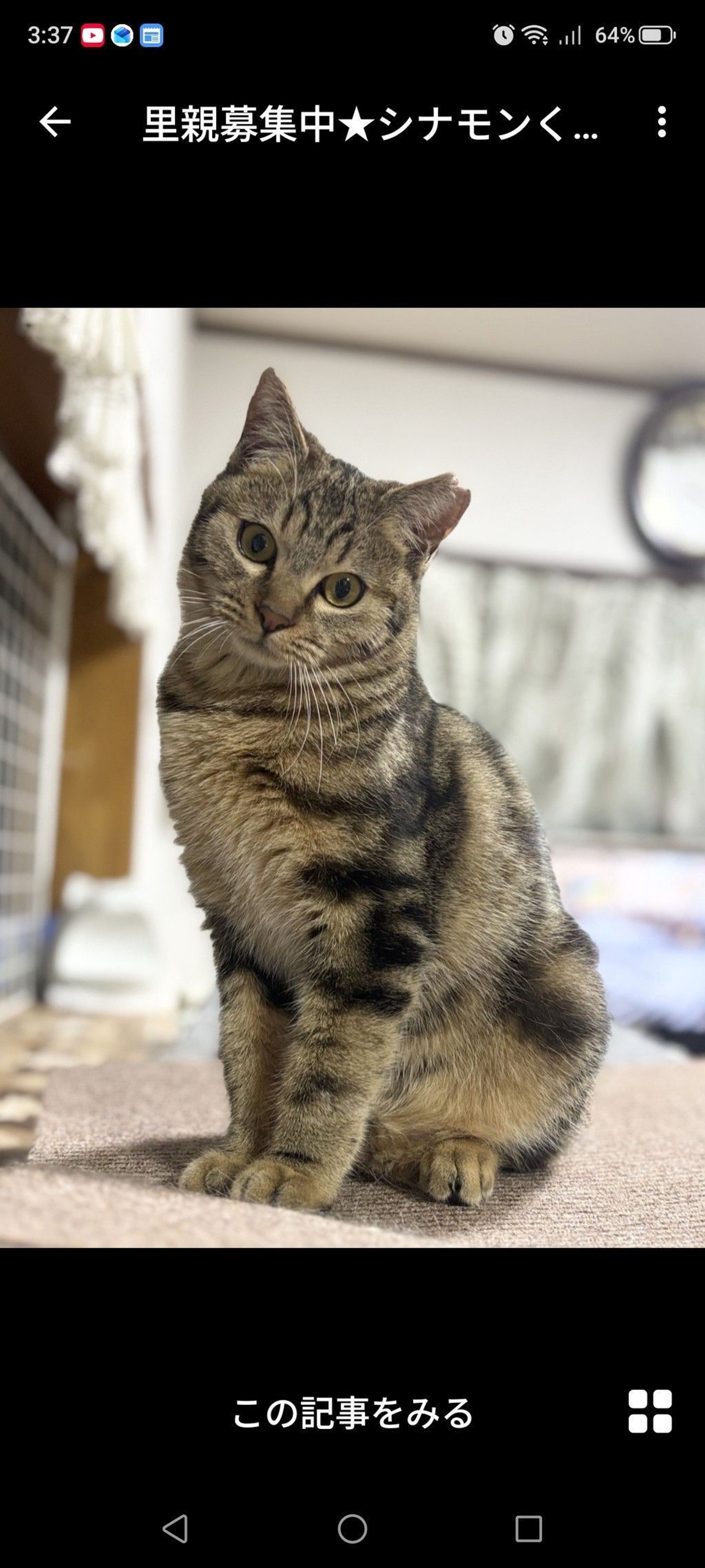 雑種（ミックス猫）・オスの里親募集の写真