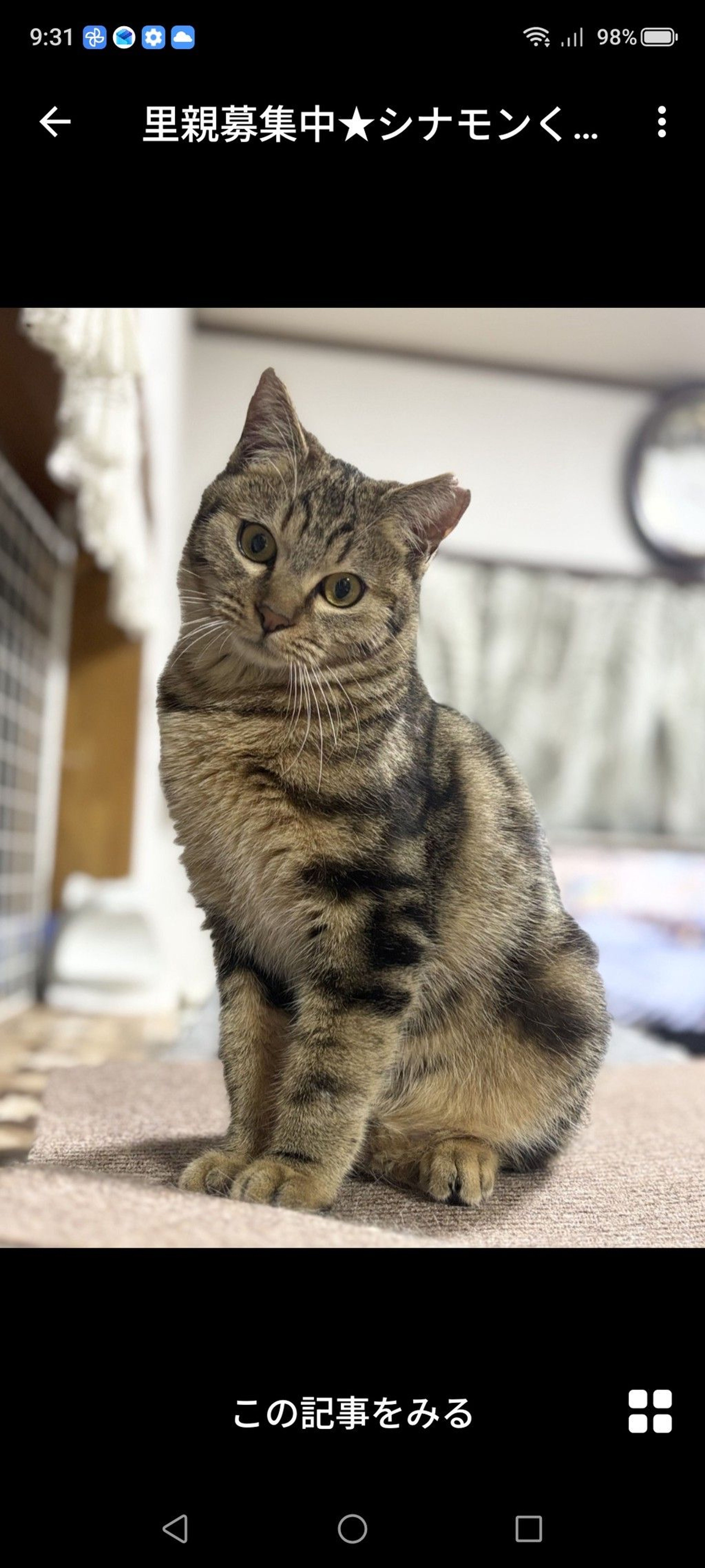 雑種（ミックス猫）・オスの里親募集の写真