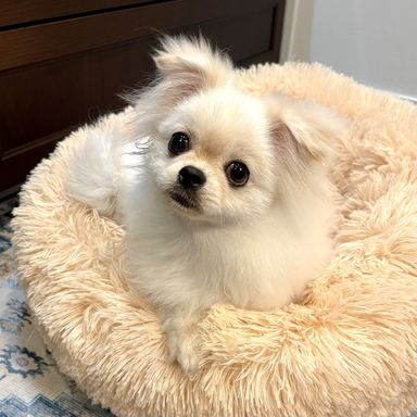 雑種（ミックス犬）・メスの里親募集の写真