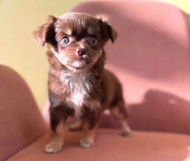 チワワ・メスの里親募集の写真