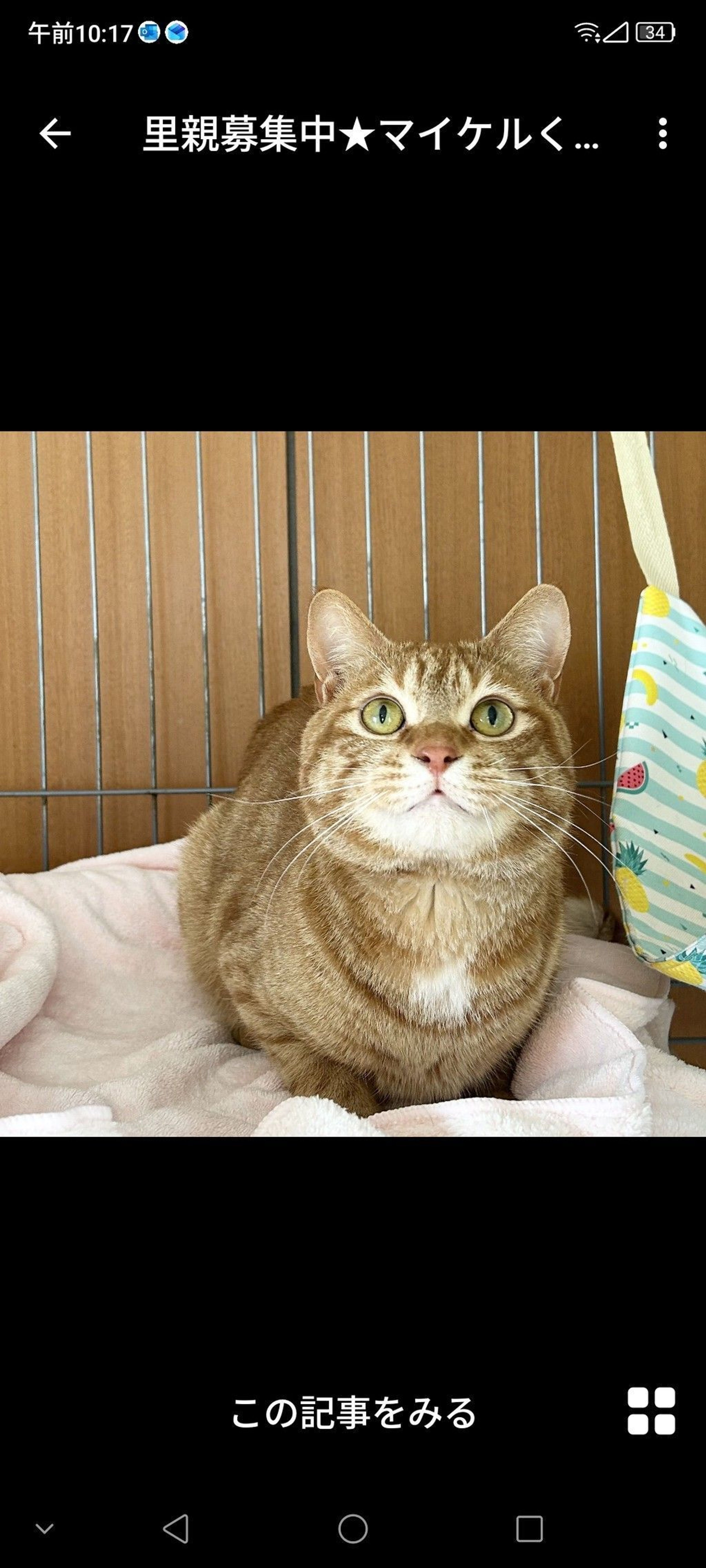 雑種（ミックス猫）・オスの里親募集の写真