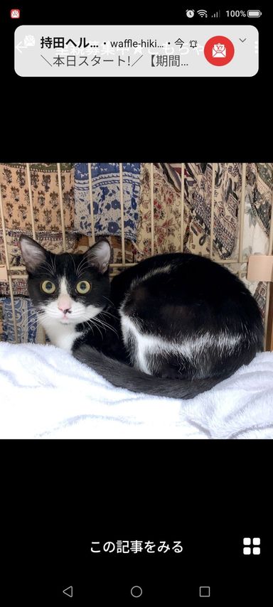 雑種（ミックス猫）・メスの里親募集の写真