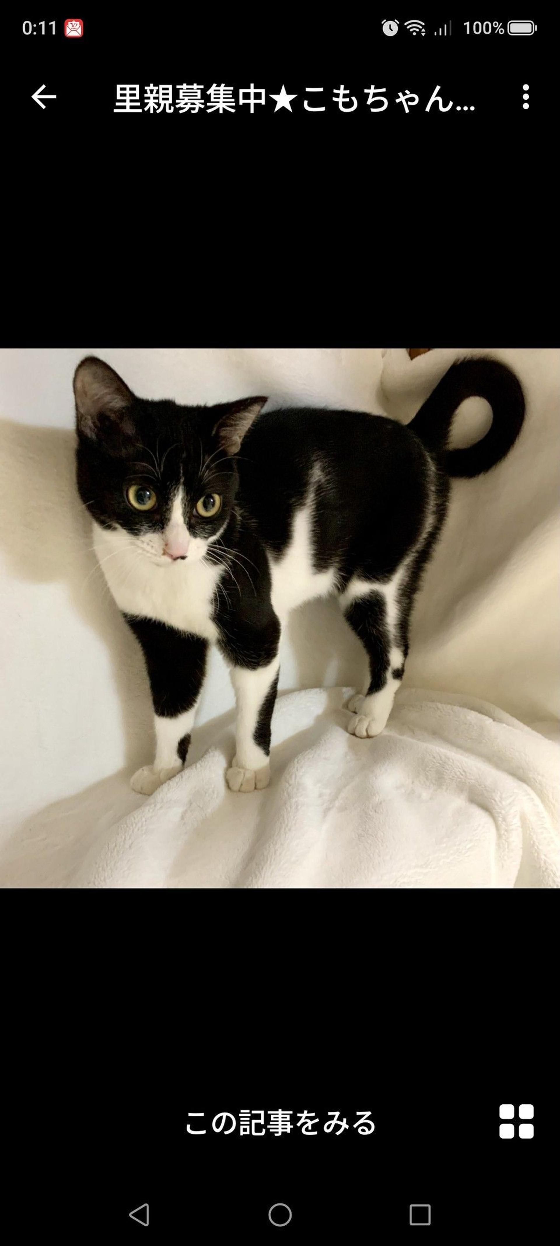 pet-image-2