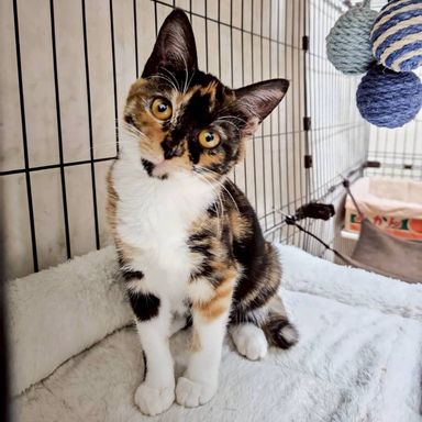 雑種（ミックス猫）・メスの里親募集の写真