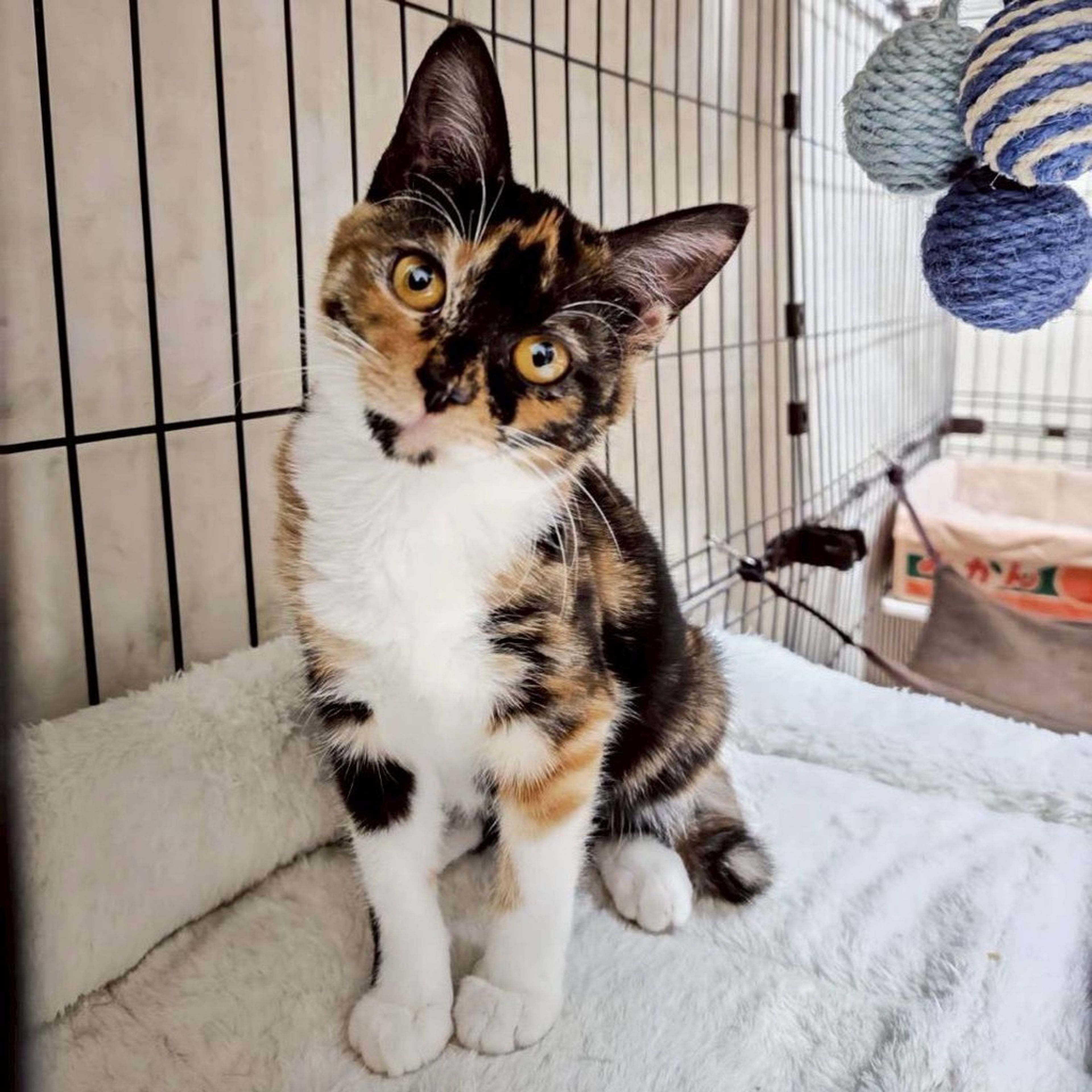 雑種（ミックス猫）・メスの里親募集の写真