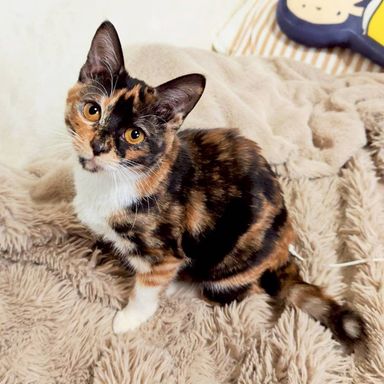 雑種（ミックス猫）・メスの里親募集の写真