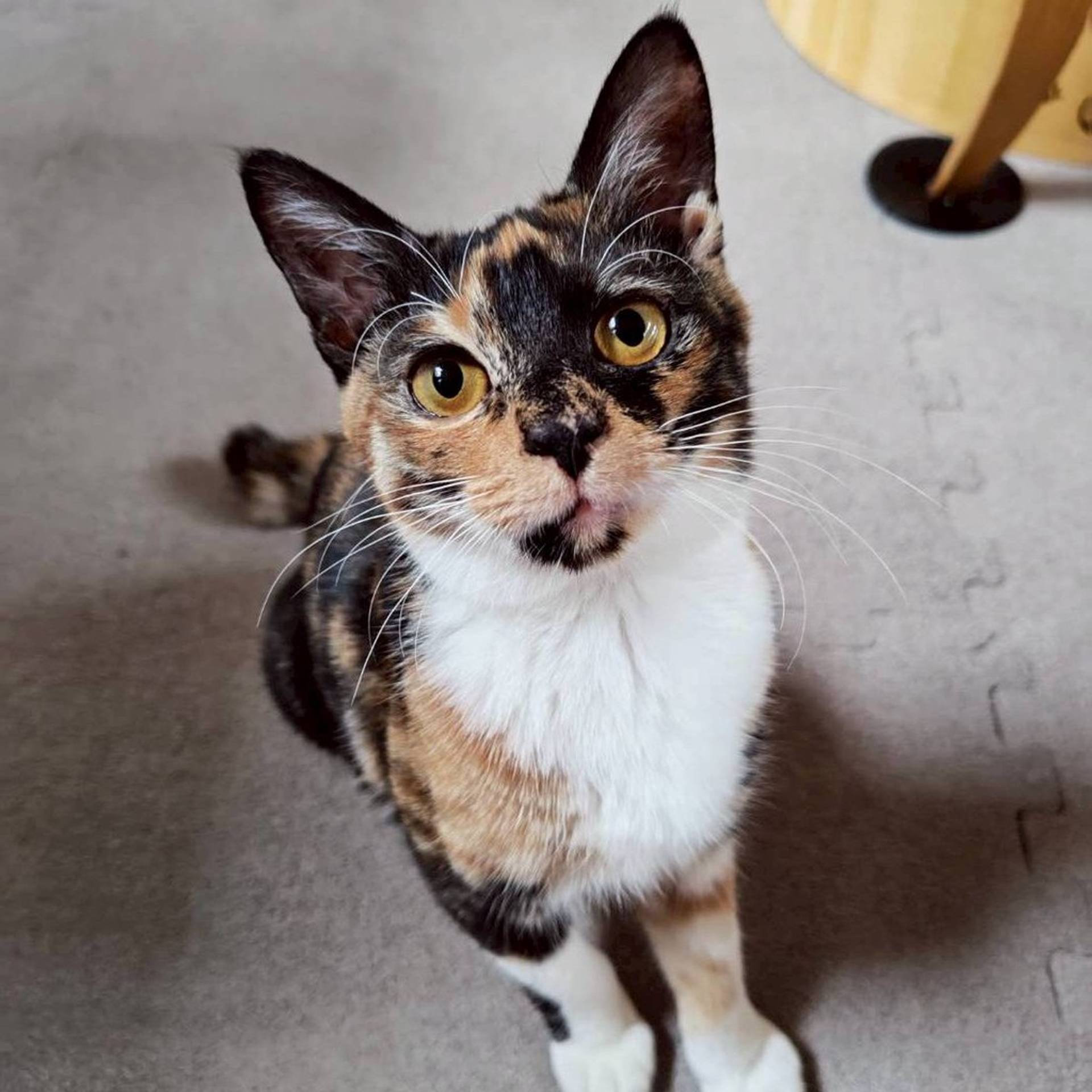 雑種（ミックス猫）・メスの里親募集の写真
