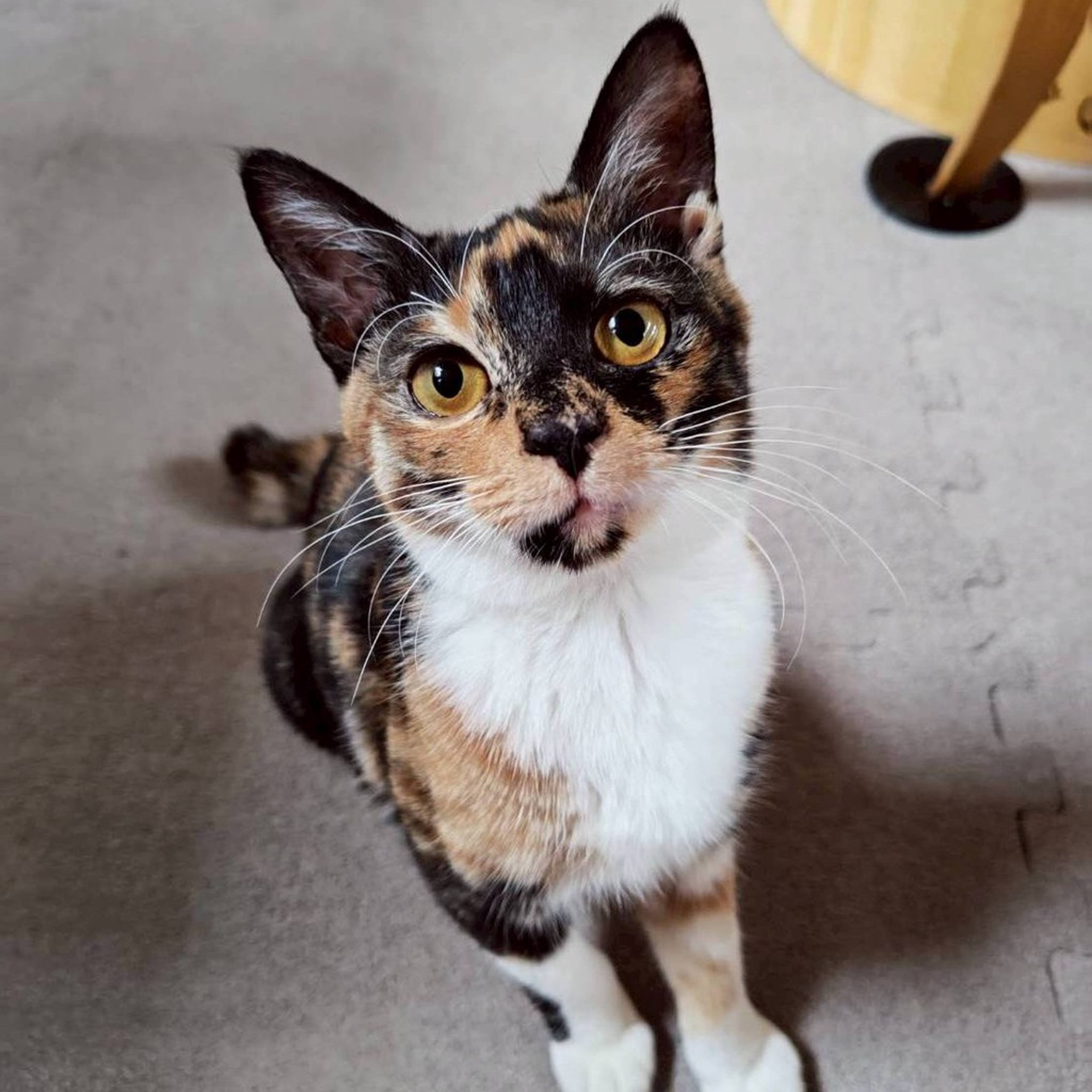 雑種（ミックス猫）・メスの里親募集の写真