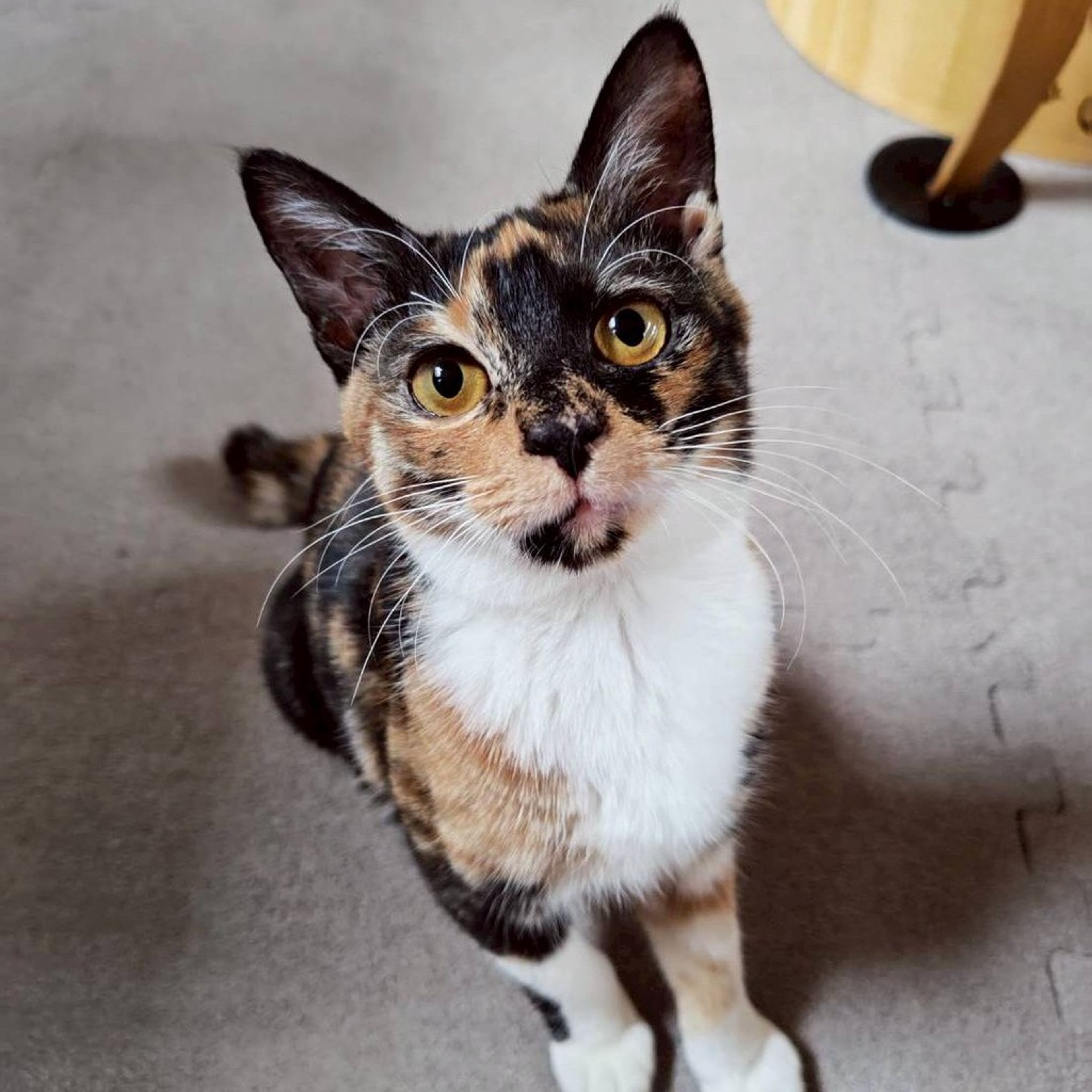 雑種（ミックス猫）・メスの里親募集の写真