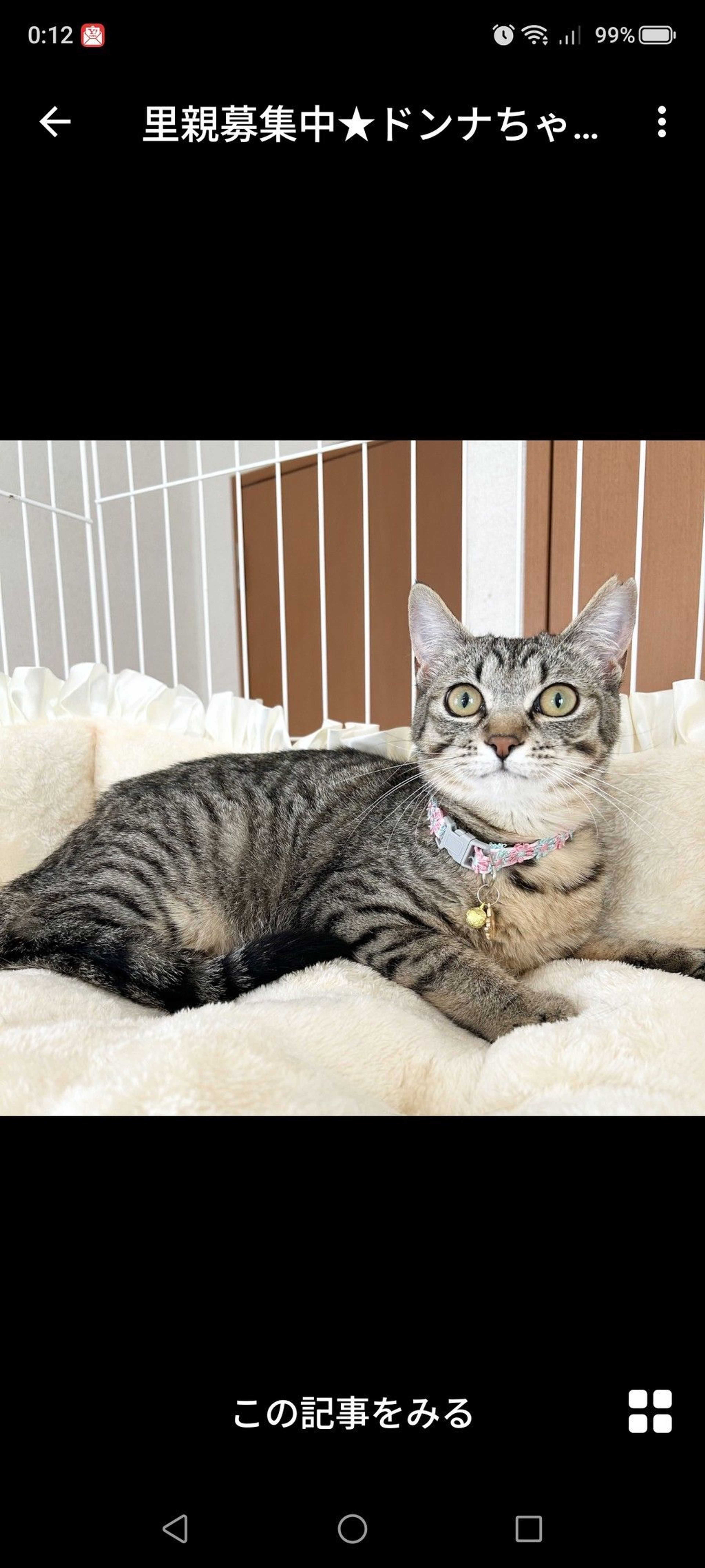 雑種（ミックス猫）・メスの里親募集の写真