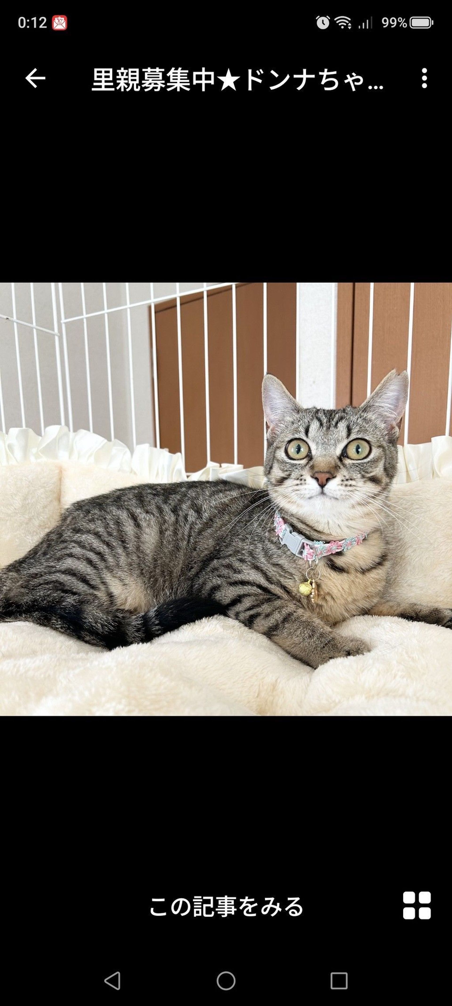 雑種（ミックス猫）・メスの里親募集の写真
